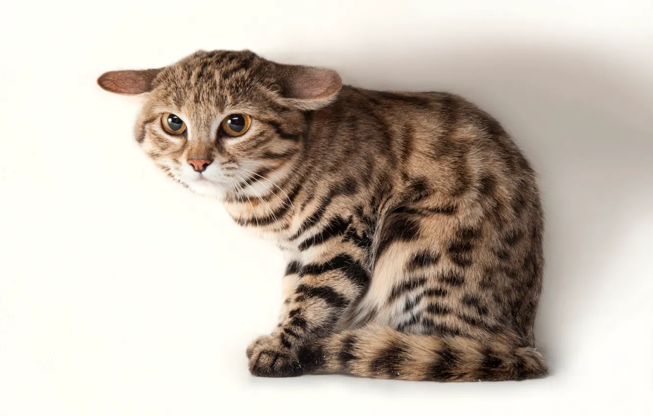 Photo wallpaper cat, cat, kitty, dissatisfaction