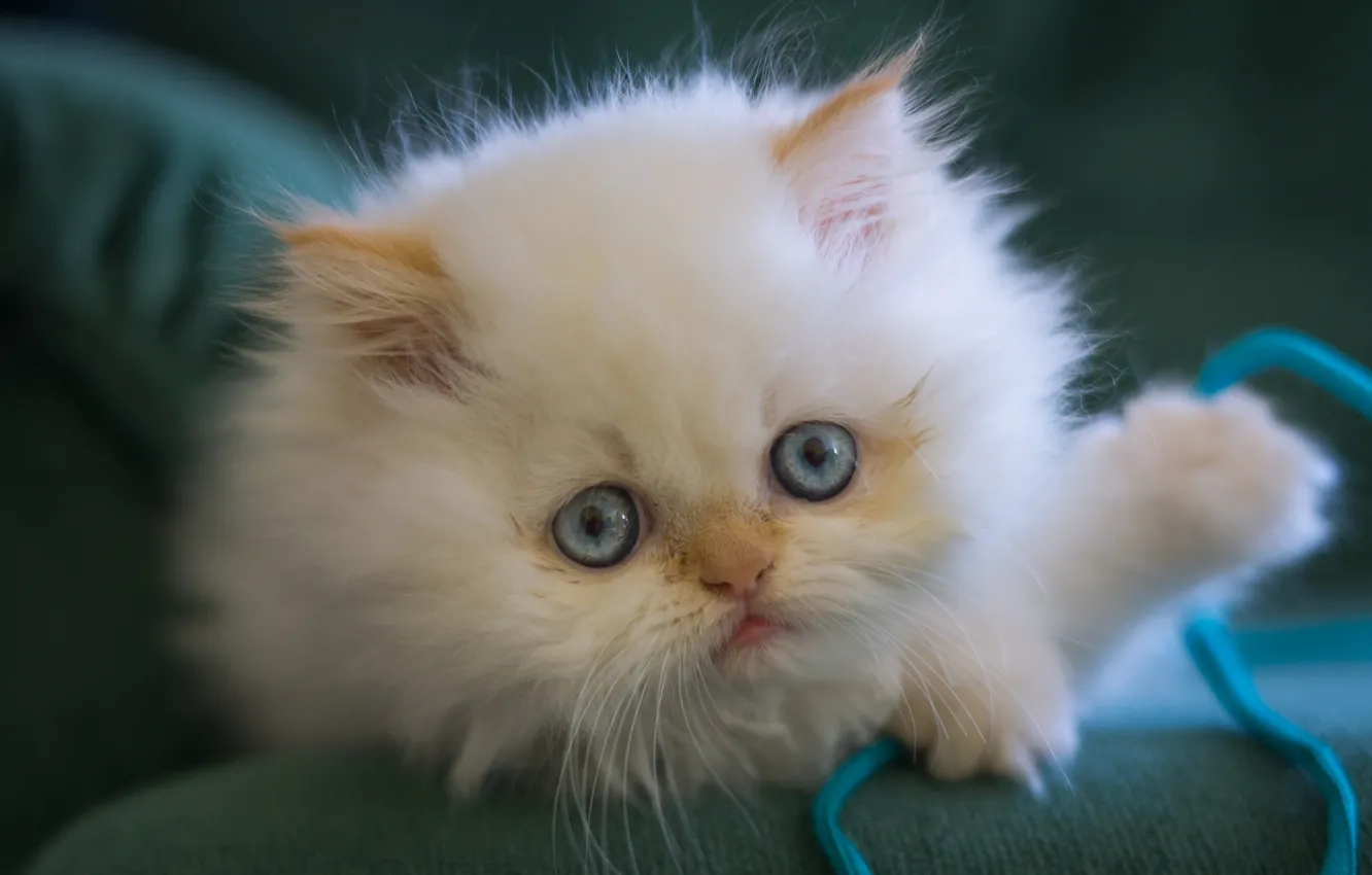 Photo wallpaper white, look, fluffy, muzzle, kitty, blue eyes