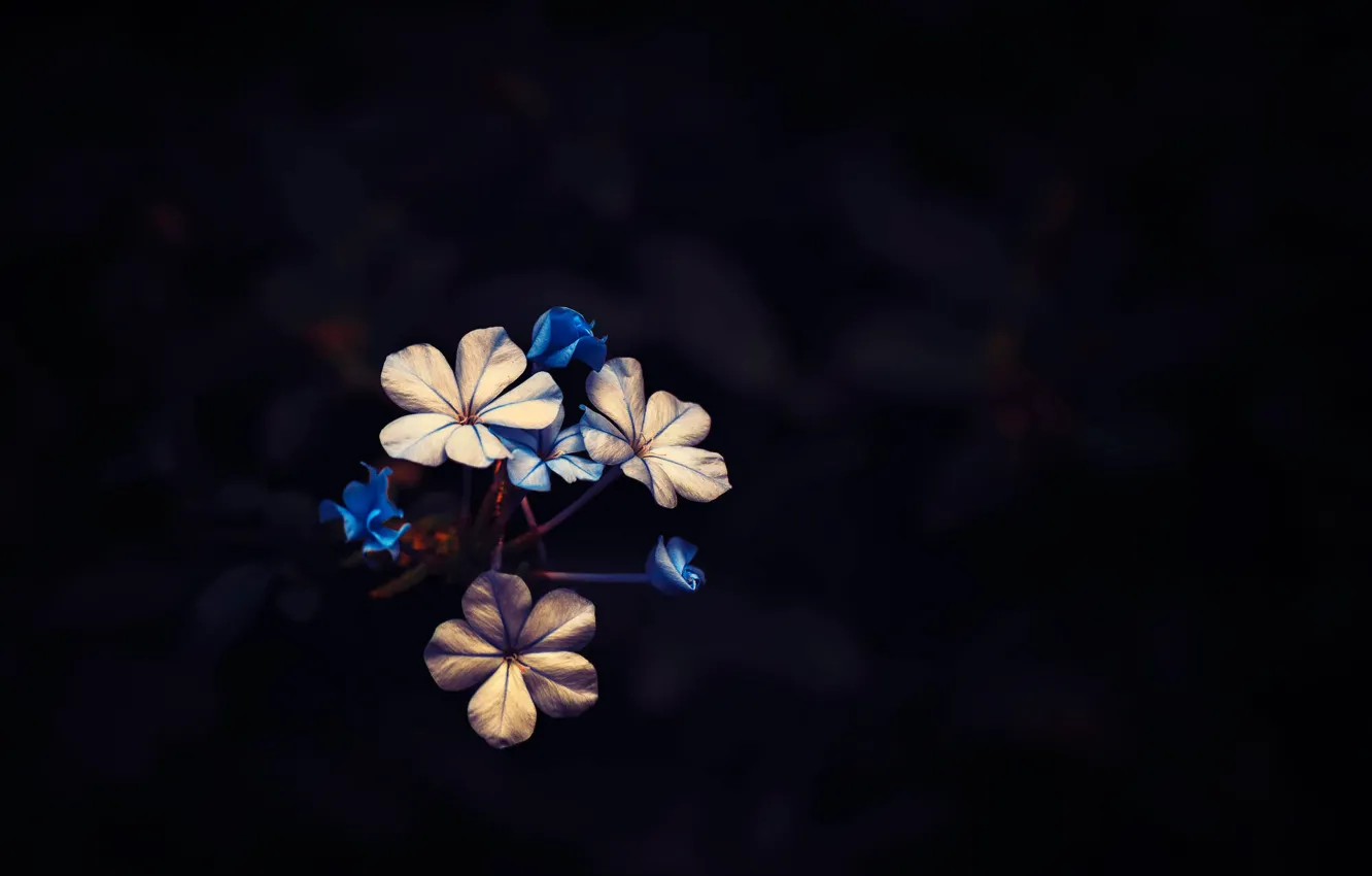 Photo wallpaper background, flowers, Little Bloom