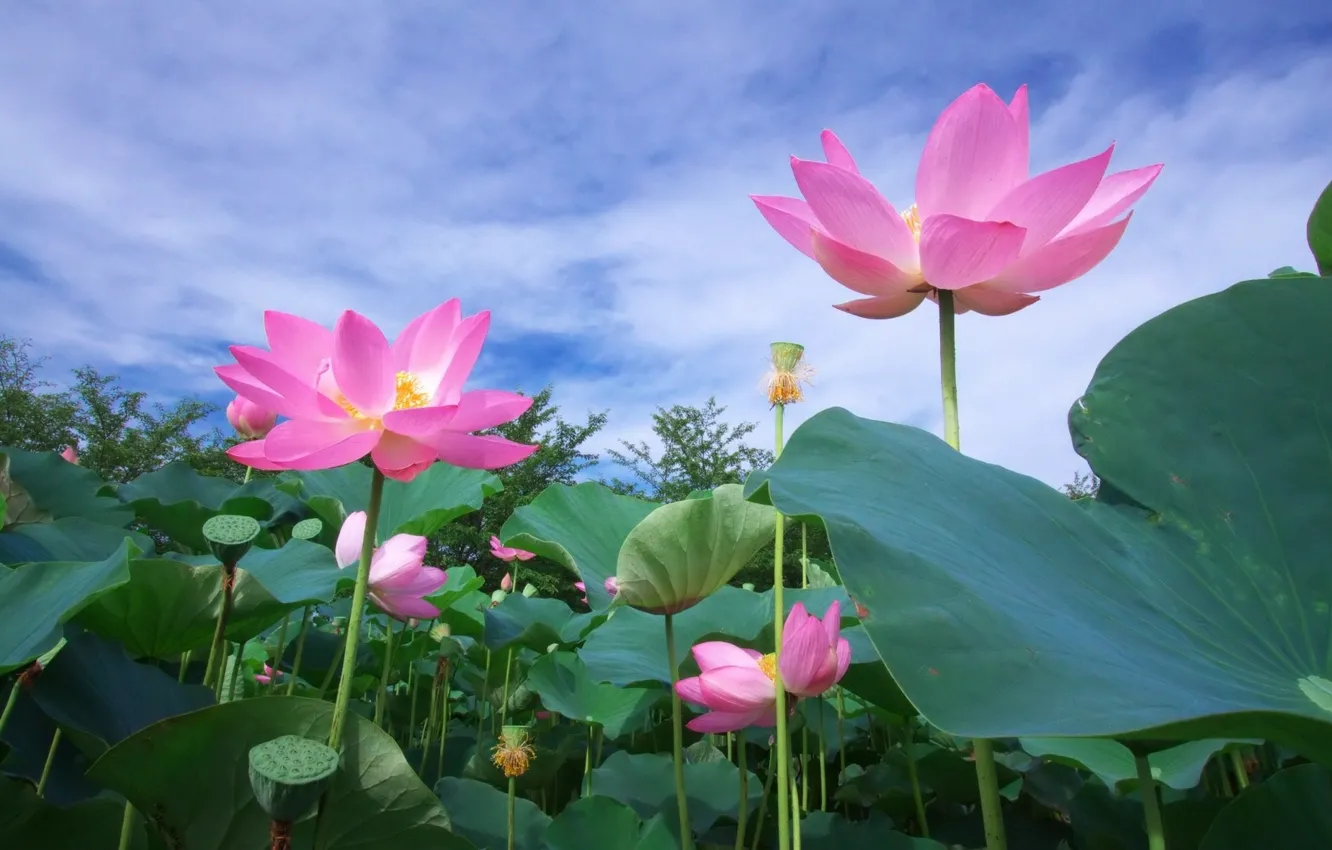 Photo wallpaper the sky, flowers, Lotus