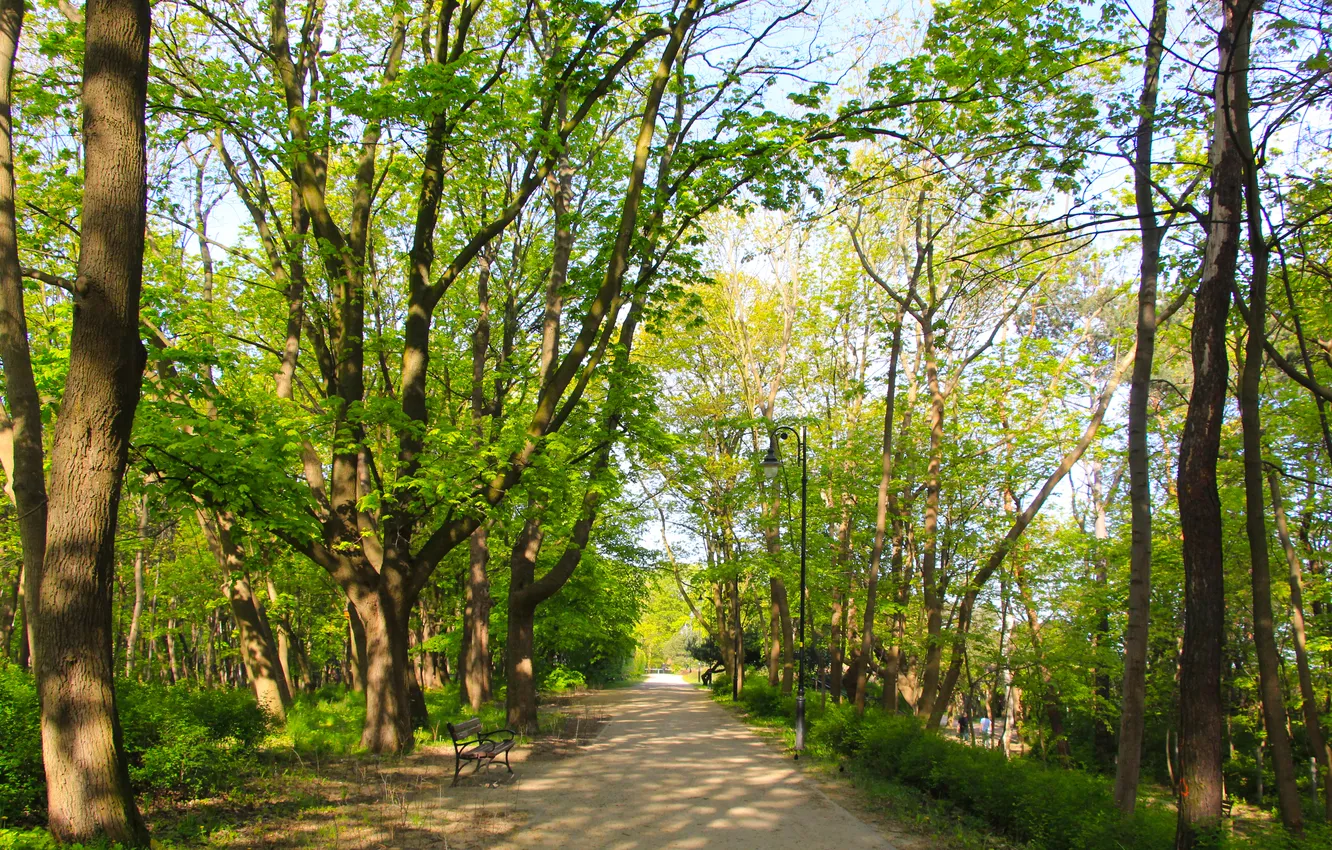 Photo wallpaper green, forest, road, trees, park, spring, alley