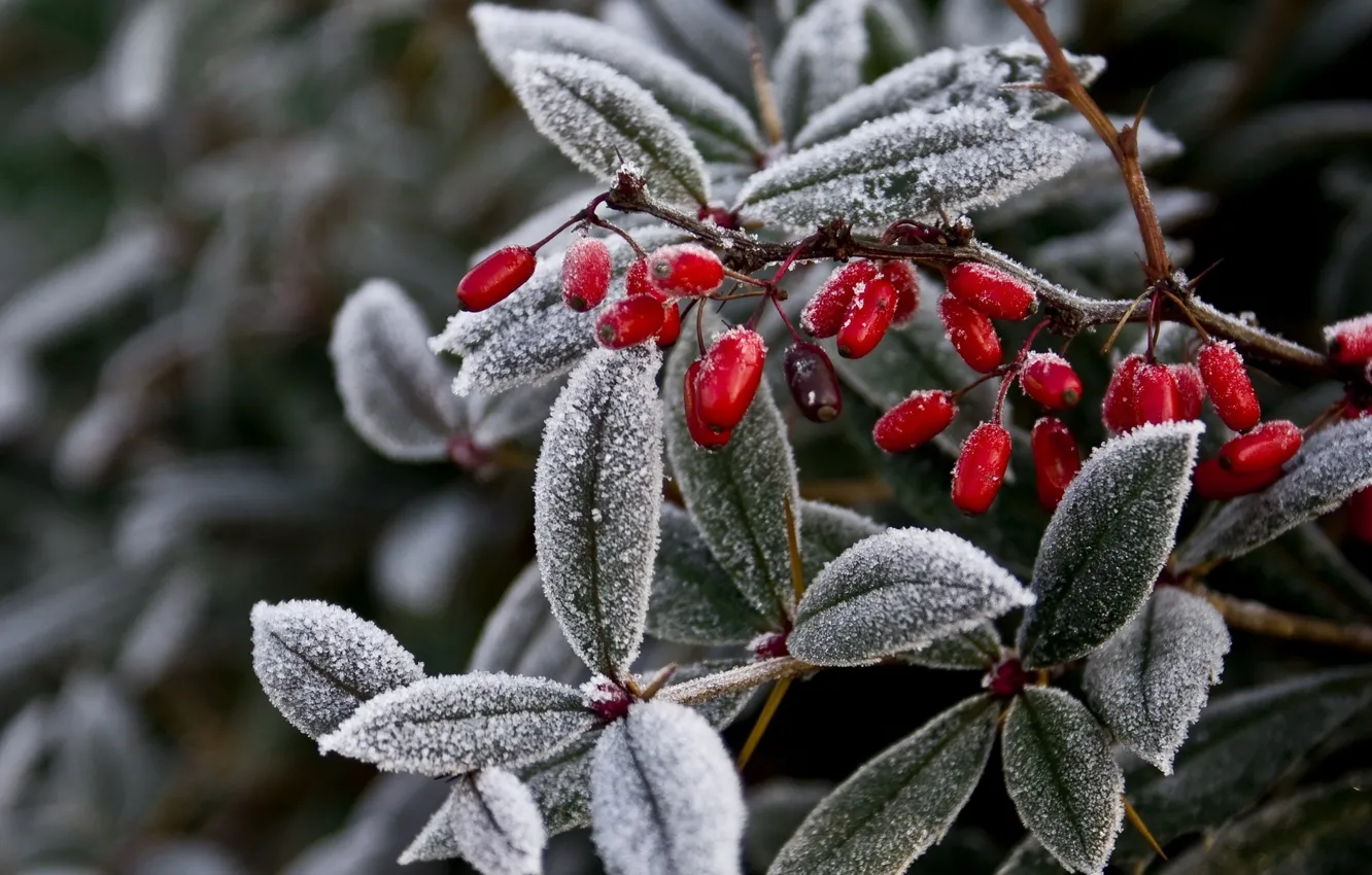 Photo wallpaper winter, frost, leaves, nature, berries, plant, branch, frost