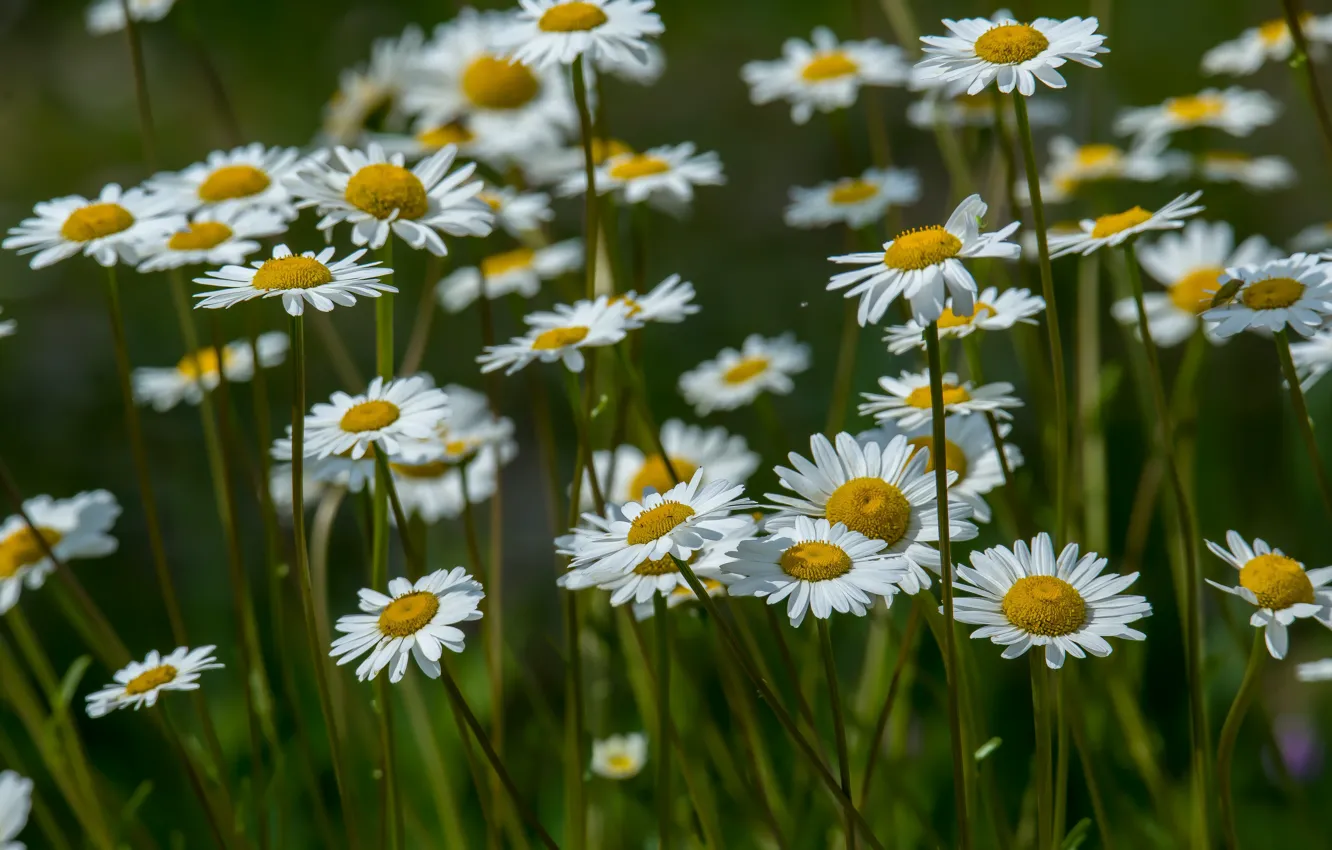 Photo wallpaper flowers, nature, chamomile