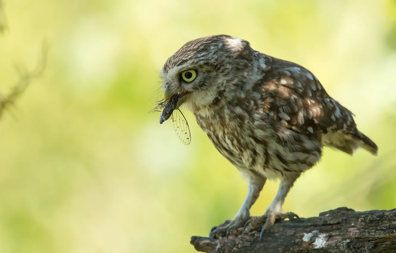 Photo wallpaper look, light, pose, green, background, owl, bird, insect