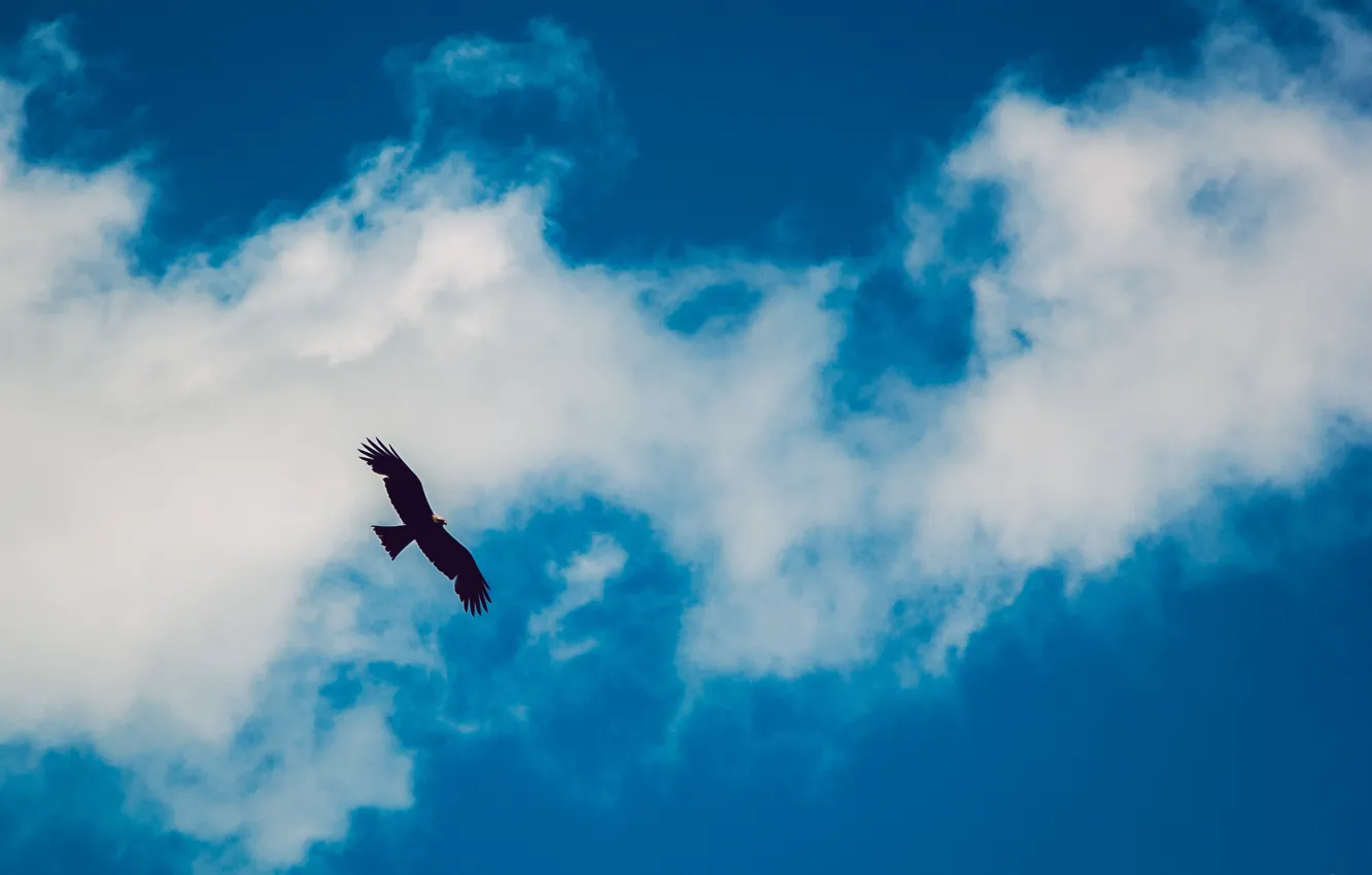 Photo wallpaper the sky, clouds, flight, animal, bird, eagle, height, Falcon