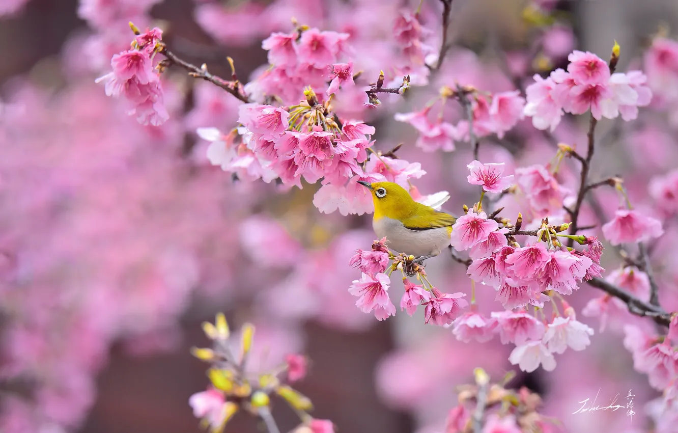 Photo wallpaper branches, bird, Sakura, white-eyed