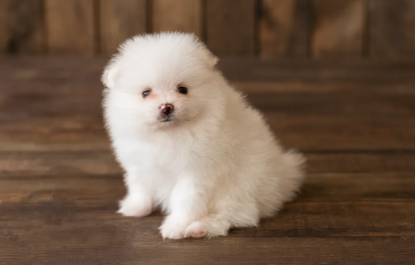 Photo wallpaper look, dog, fluffy, puppy, white, Pomeranian