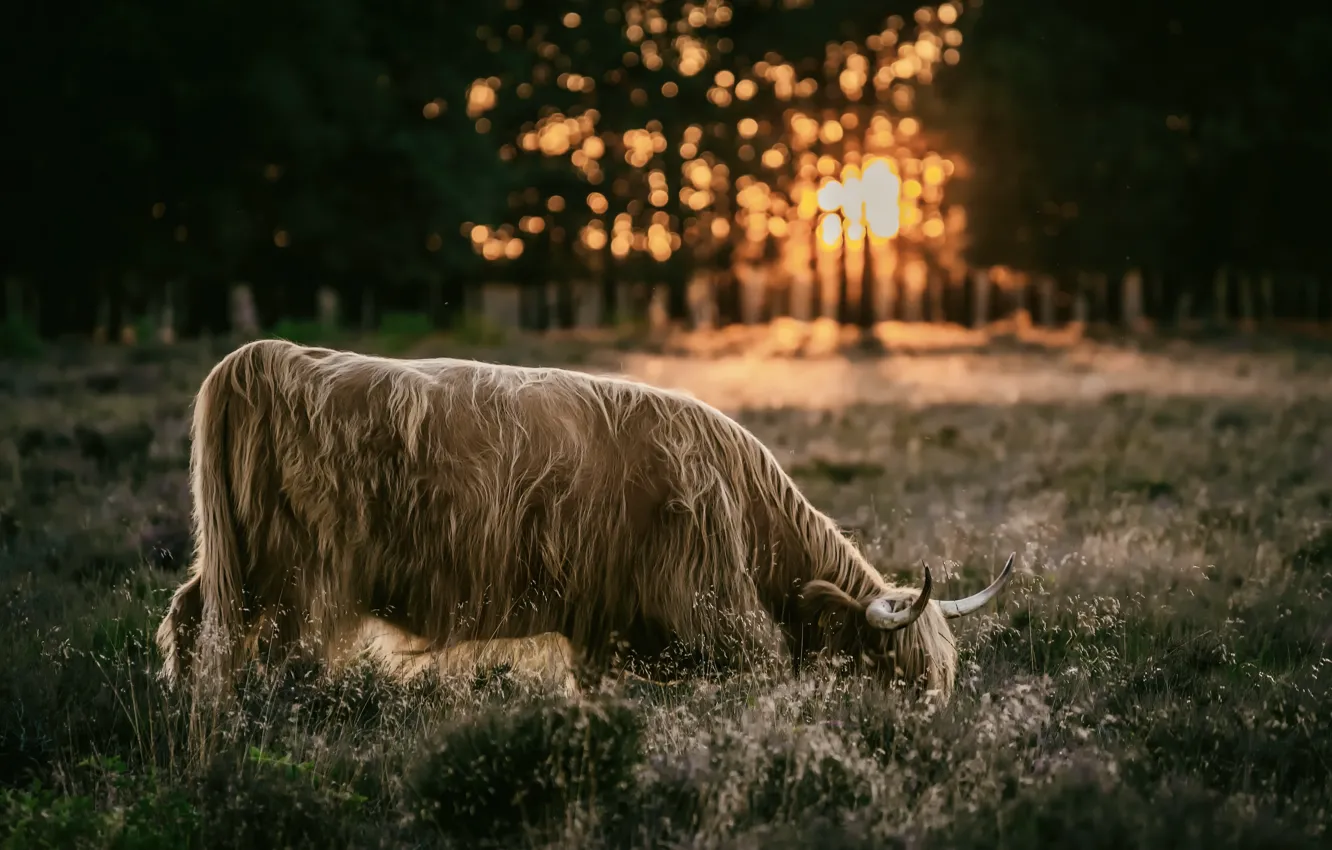 Photo wallpaper sunset, nature, cattle
