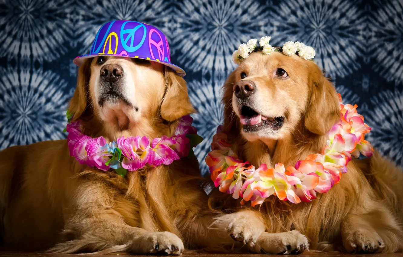 Photo wallpaper dogs, hat, wreaths
