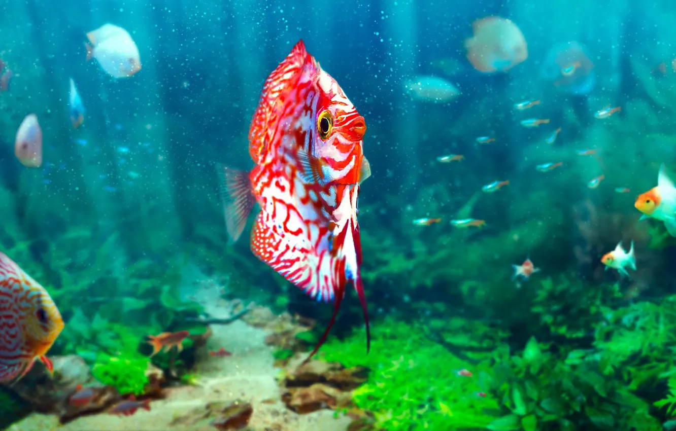 Photo wallpaper fish, aquarium, Soren Meding, Realistic Aquarium