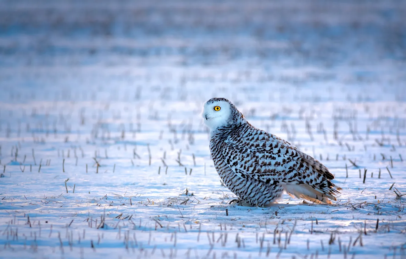 Photo wallpaper winter, field, white, grass, look, snow, owl, bird