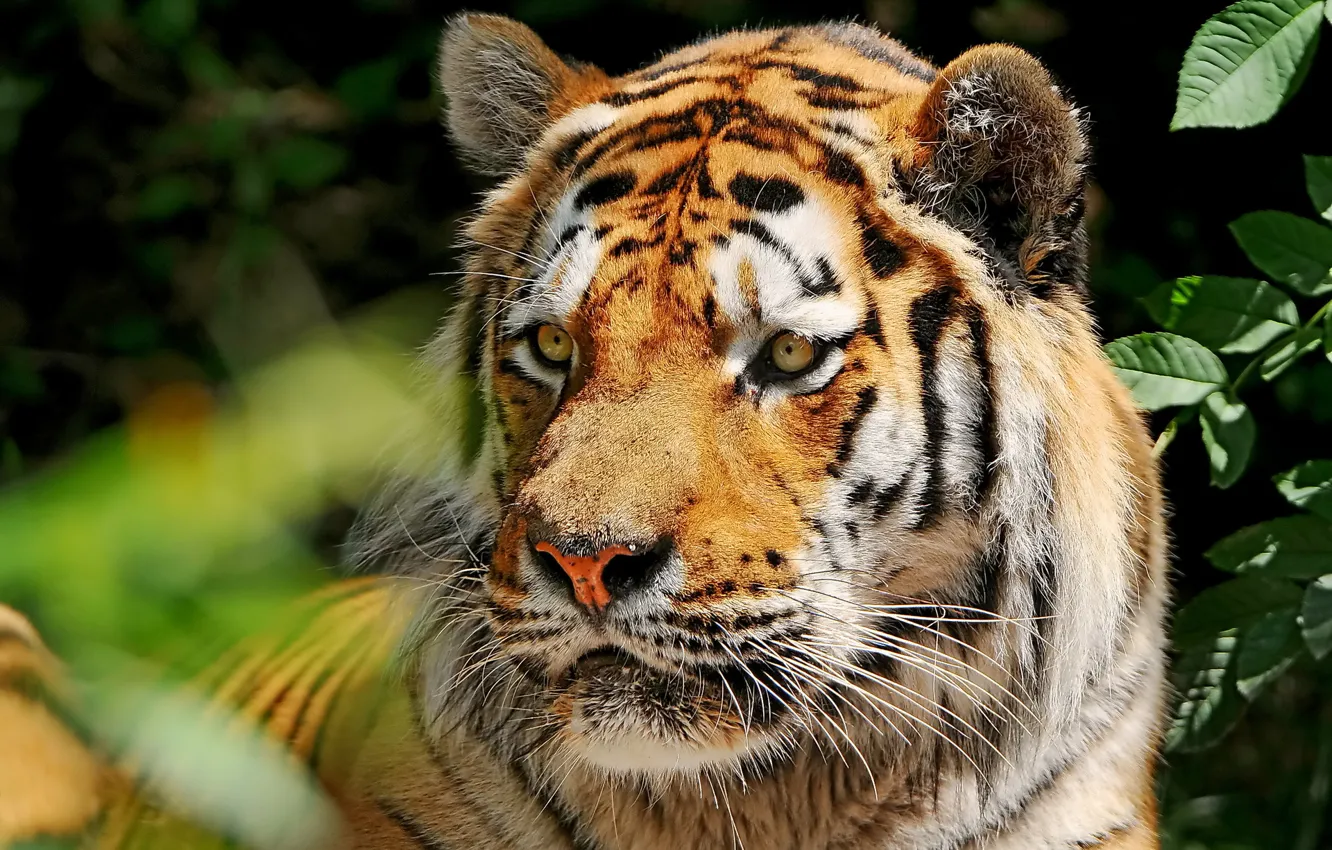Photo wallpaper mustache, look, face, tiger, Amur, amur tiger