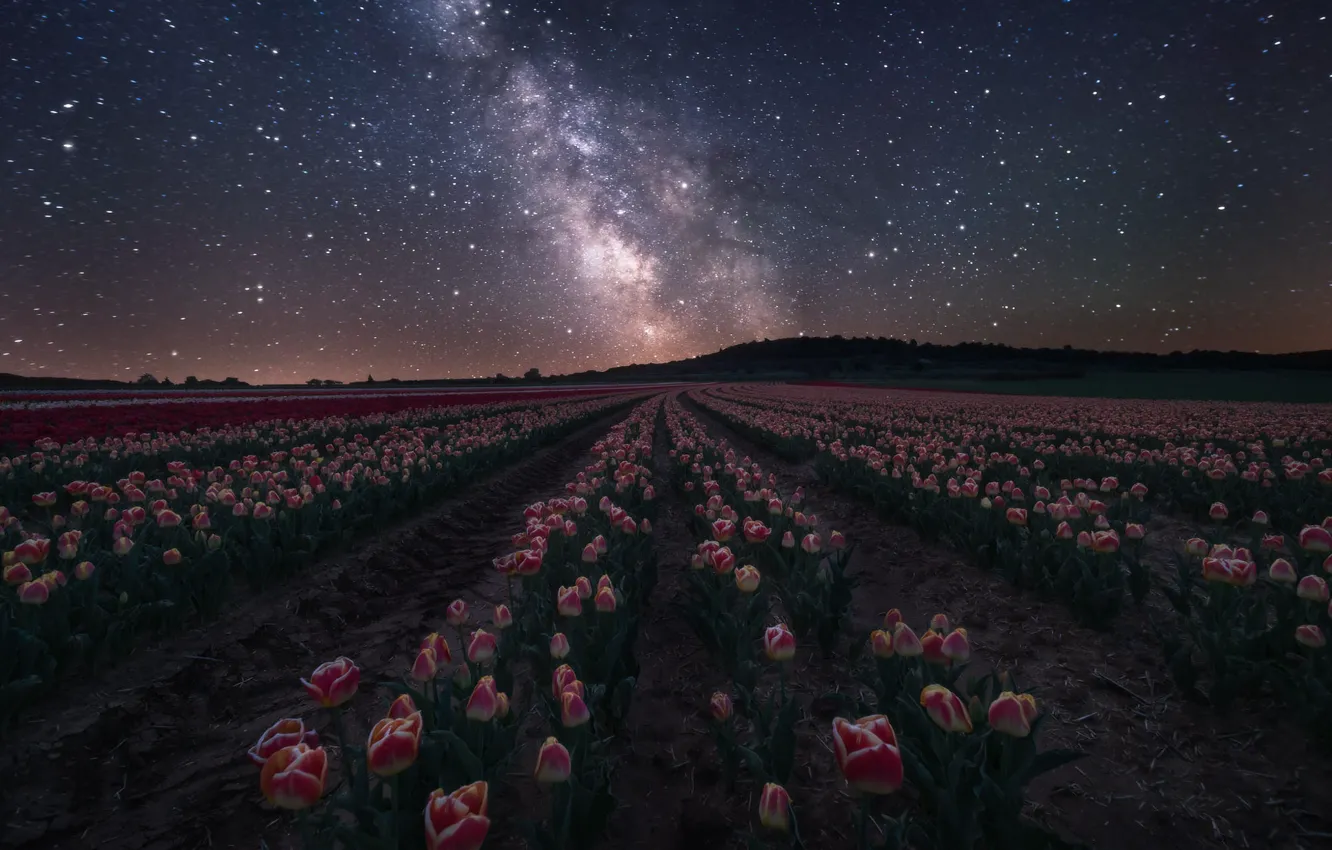 Photo wallpaper field, forest, the sky, space, stars, flowers, night, red