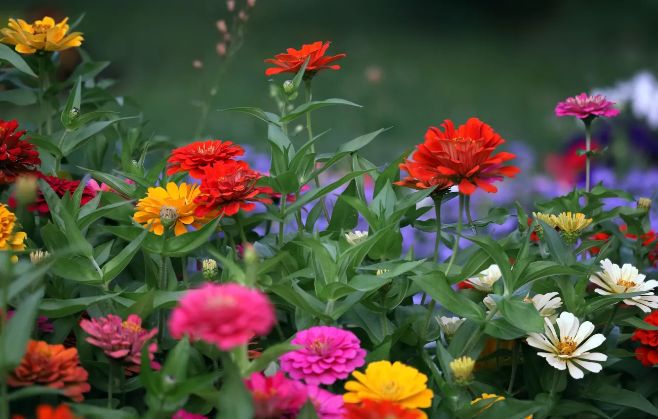 Photo wallpaper summer, flowers, garden, flowerbed, zinnia