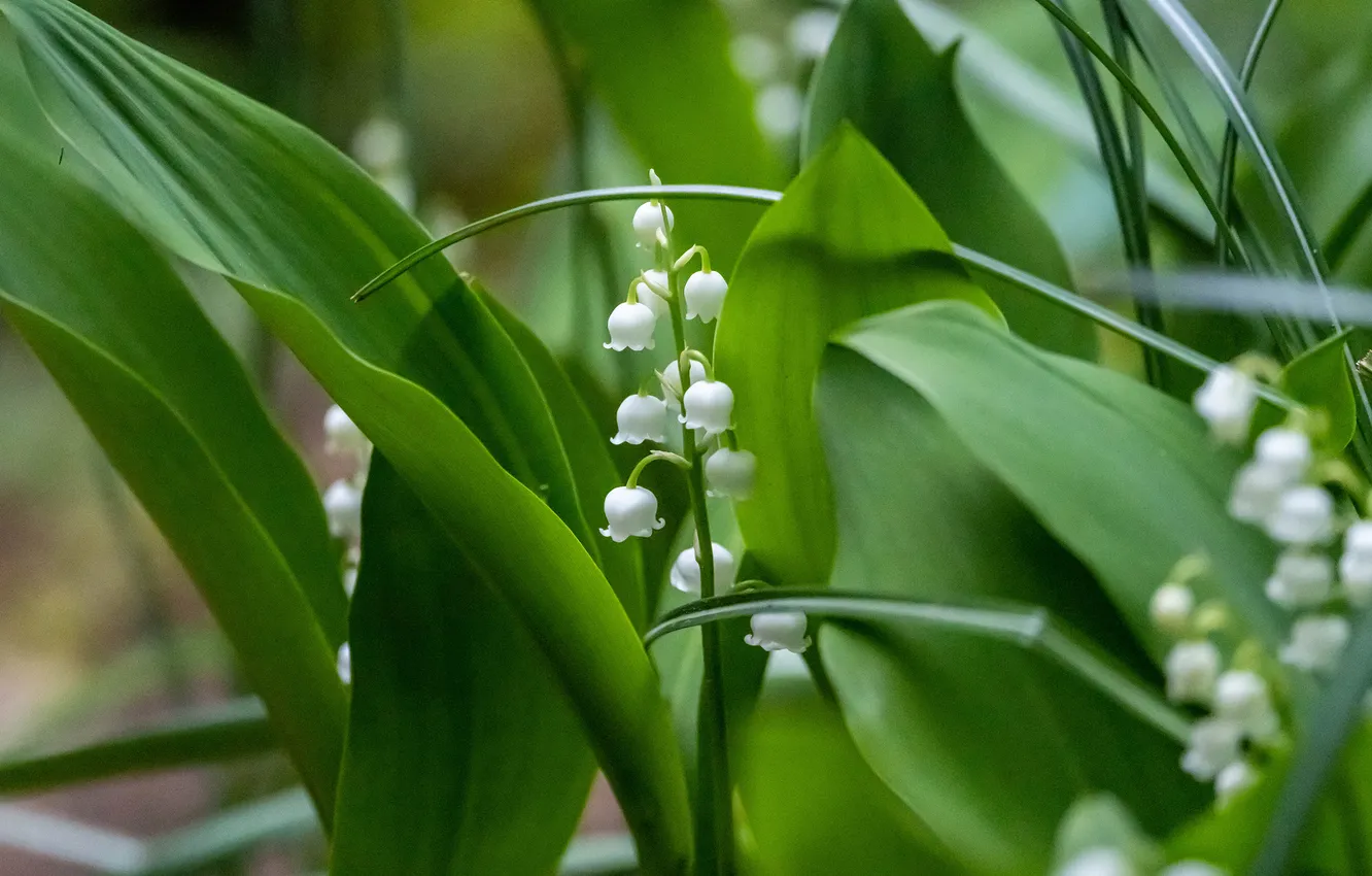Photo wallpaper greens, leaves, flowers, spring, stem, lilies of the valley