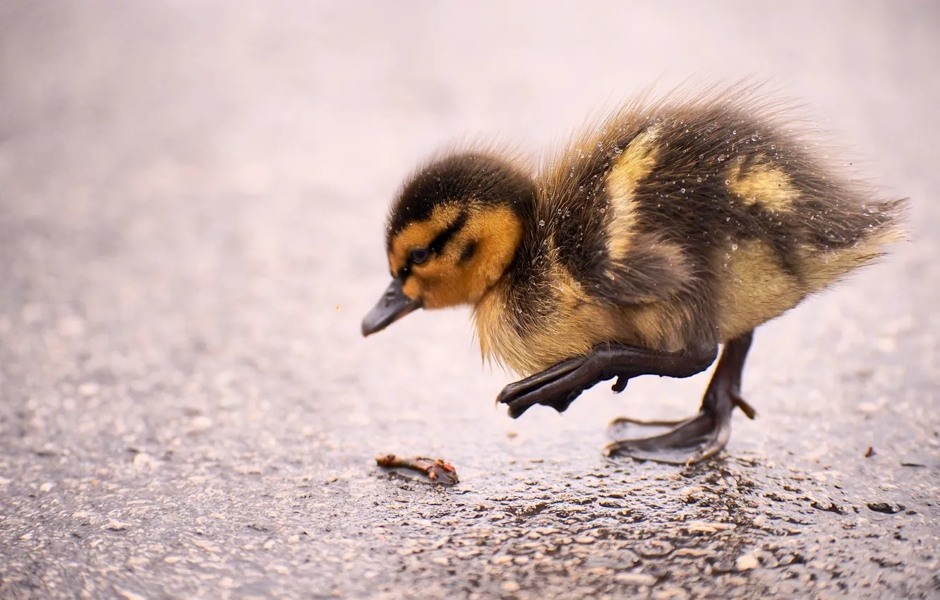 Photo wallpaper duck, duck, Chicks