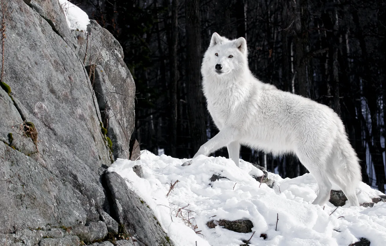 Photo wallpaper winter, forest, white, snow, nature, stones, wolf, predator