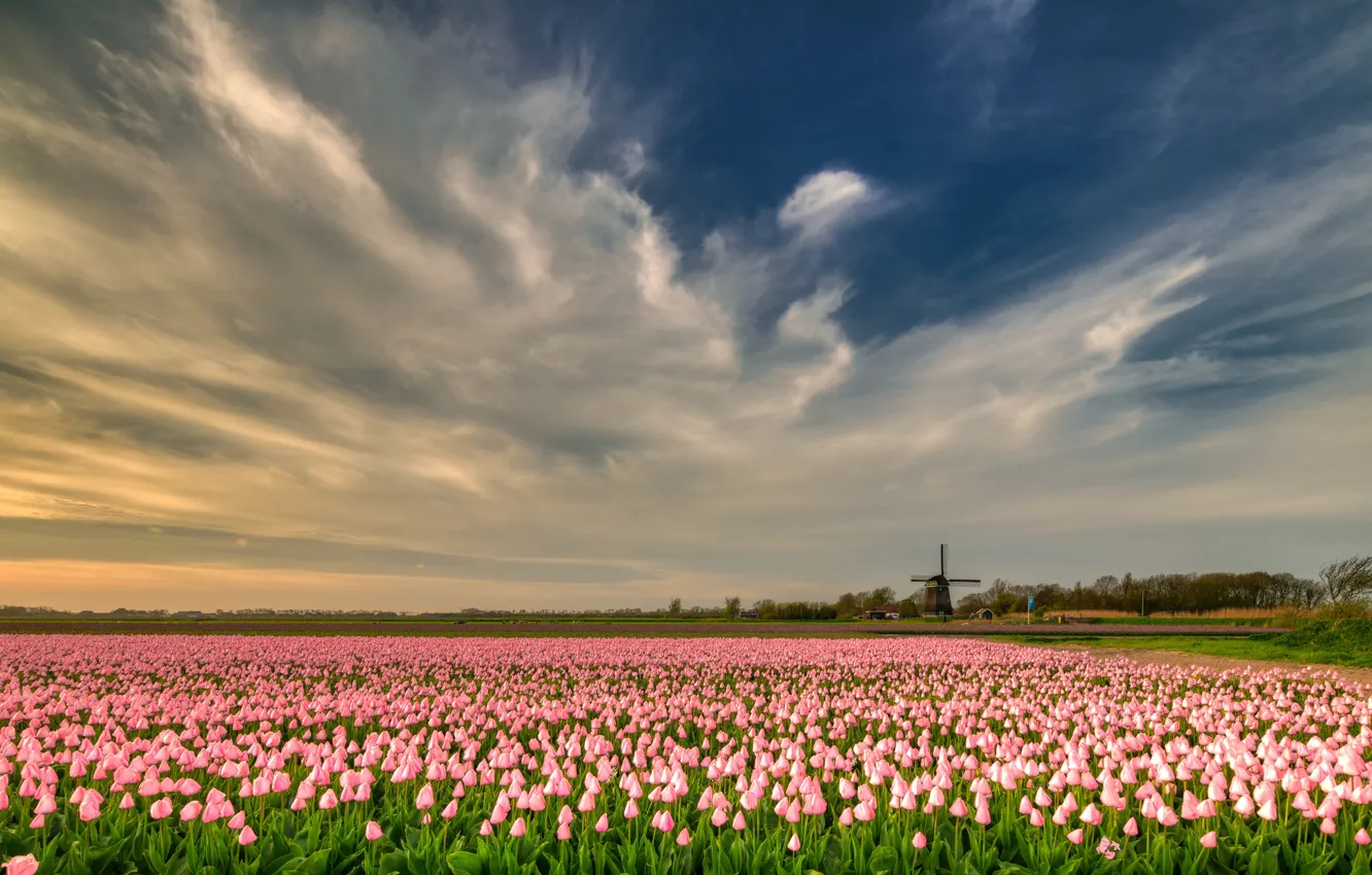 Photo wallpaper field, the sky, clouds, flowers, blue, beauty, spring, mill