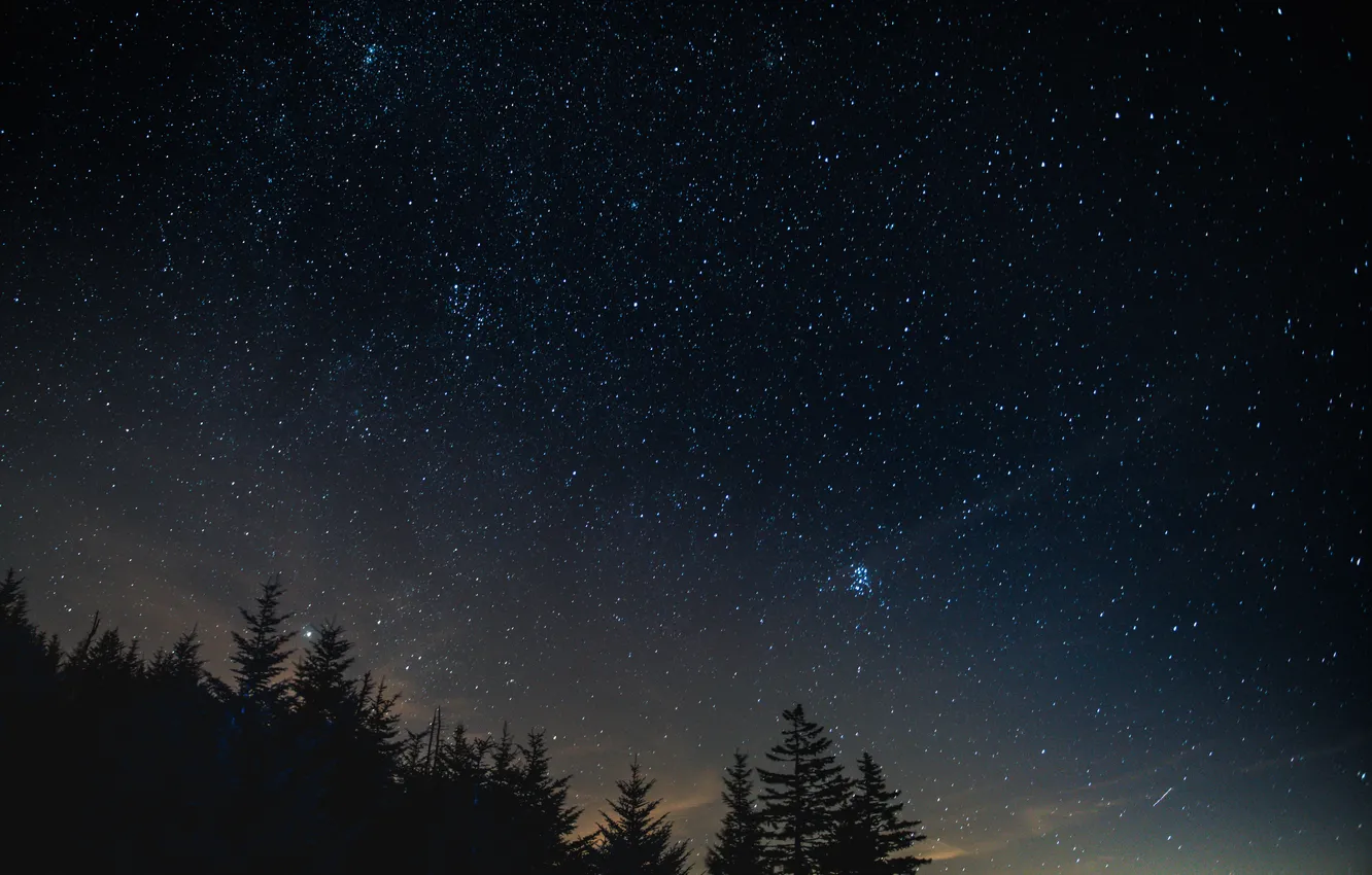 Photo wallpaper forest, trees, landscape, night, nature, forest, the milky way, trees