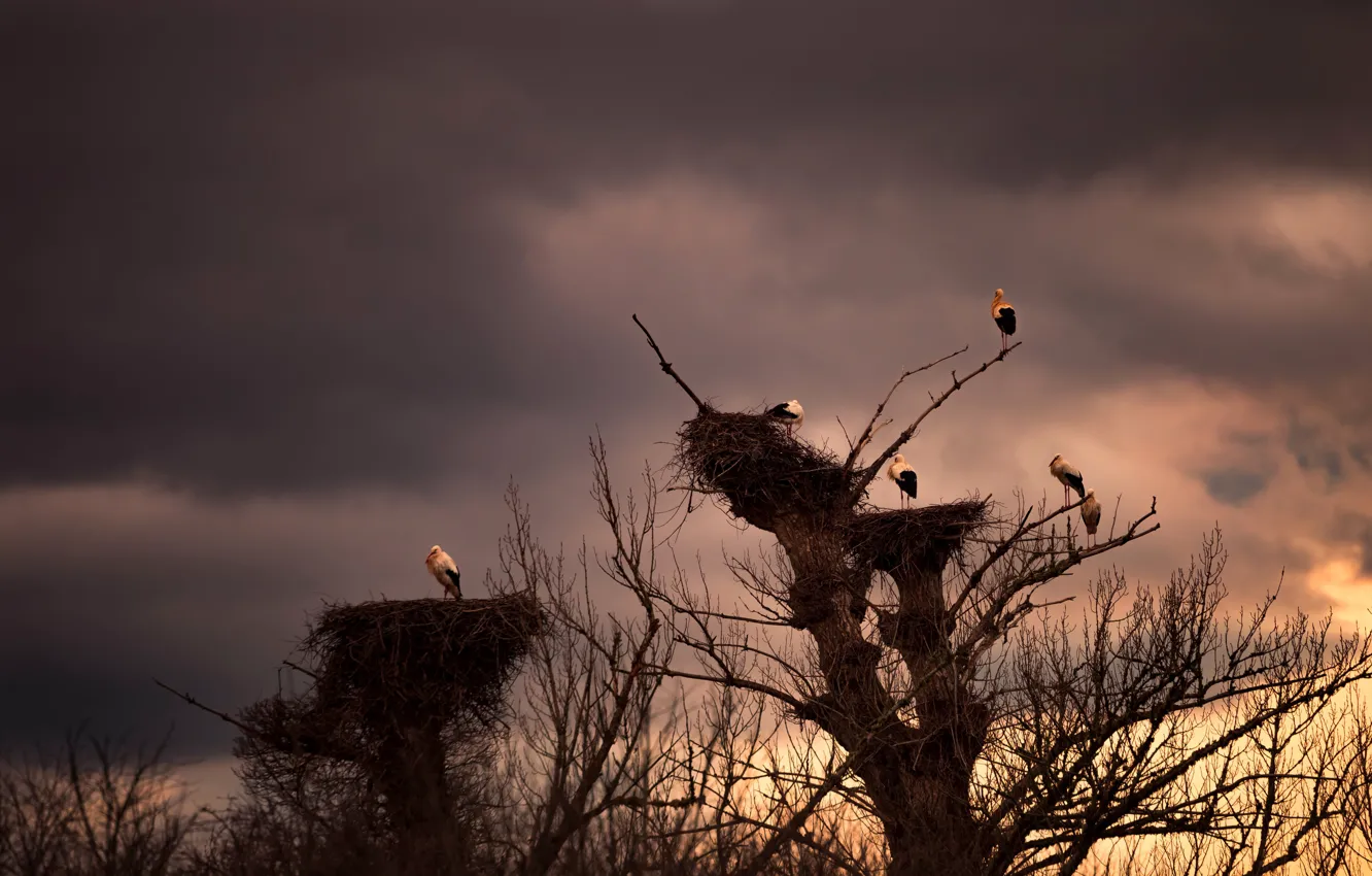 Photo wallpaper the sky, clouds, trees, birds, branches, clouds, socket, stork