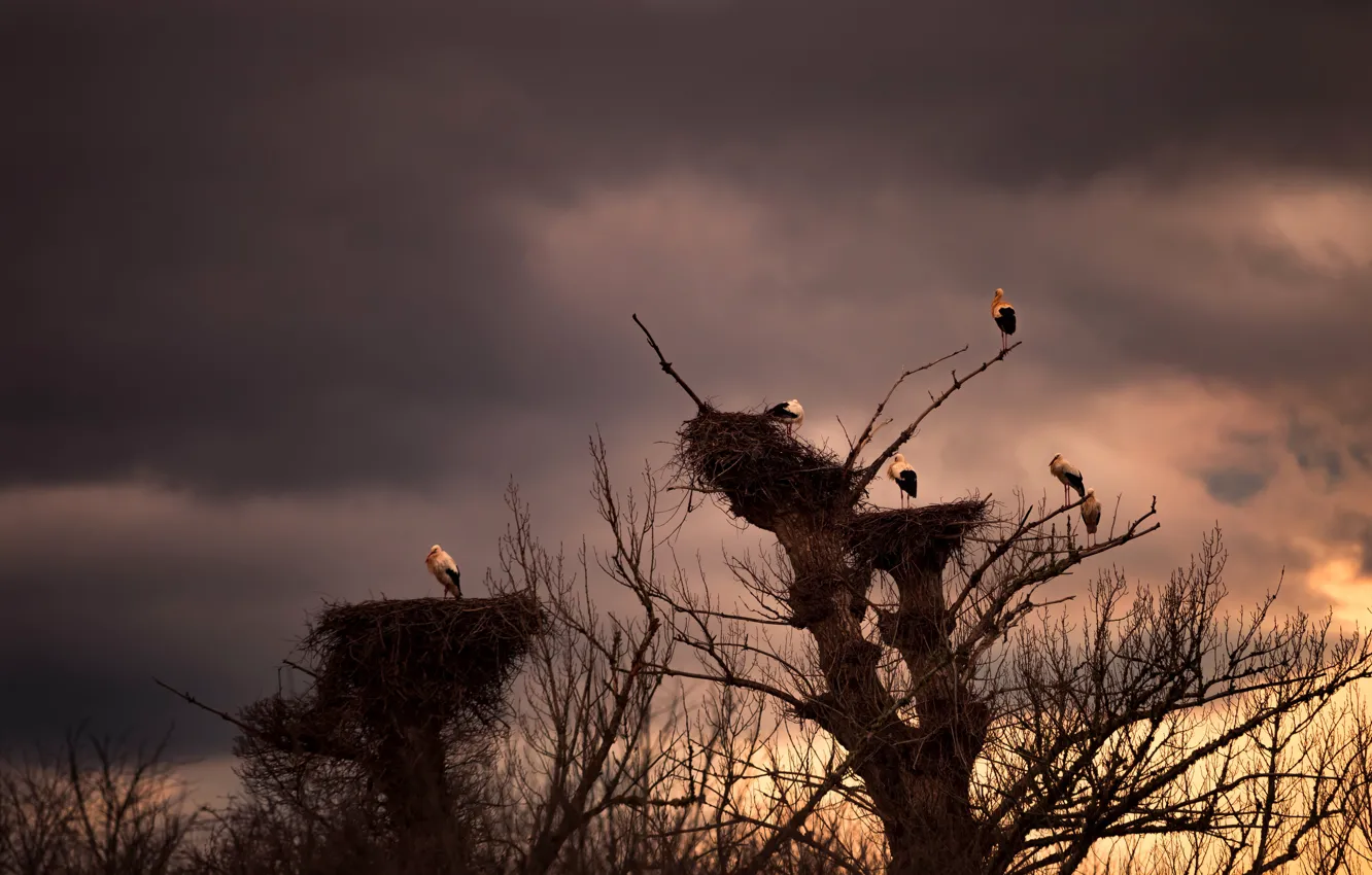 Photo wallpaper the sky, clouds, trees, branches, clouds, bird, socket, stork