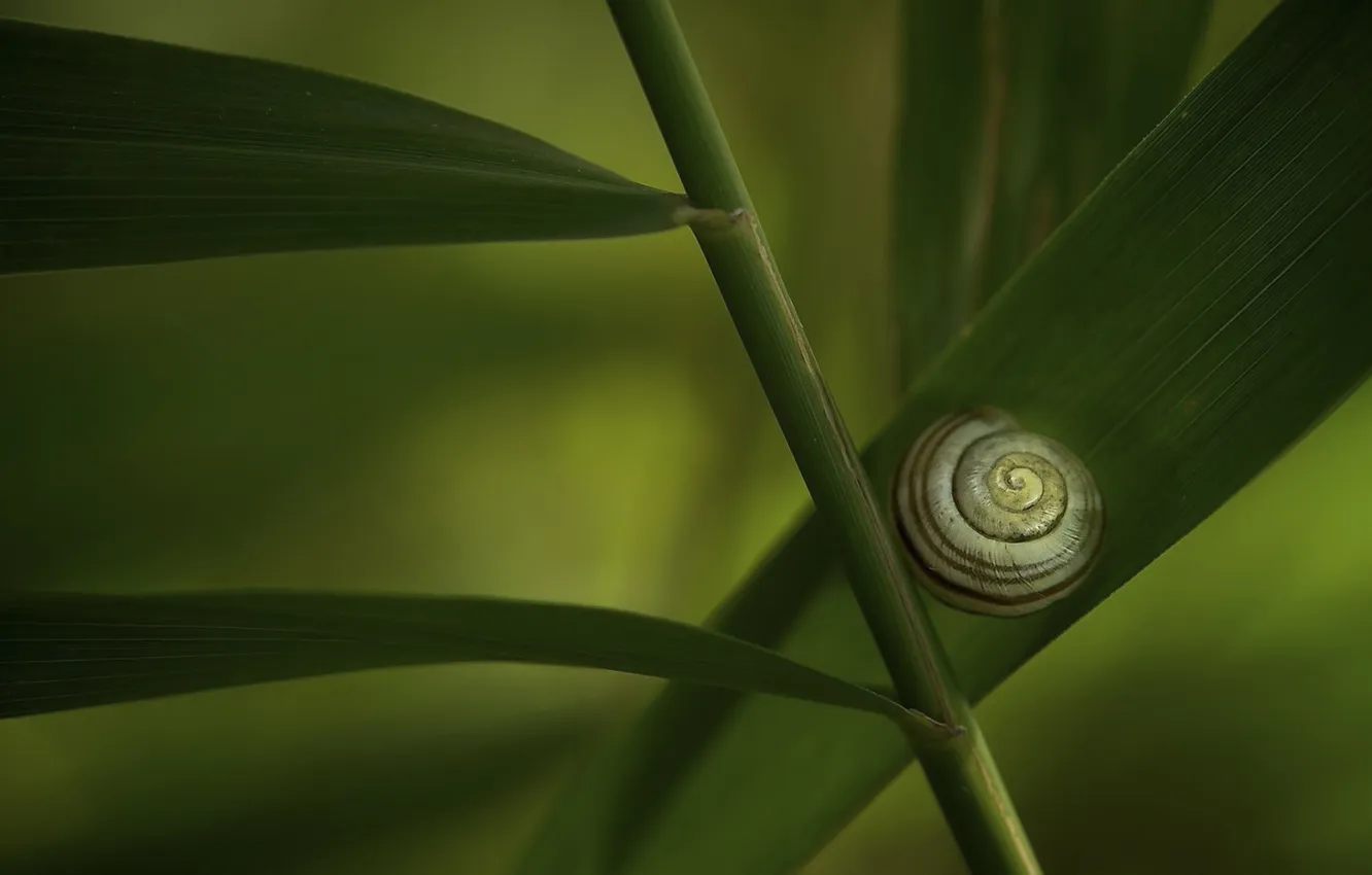 Photo wallpaper greens, snail, reed