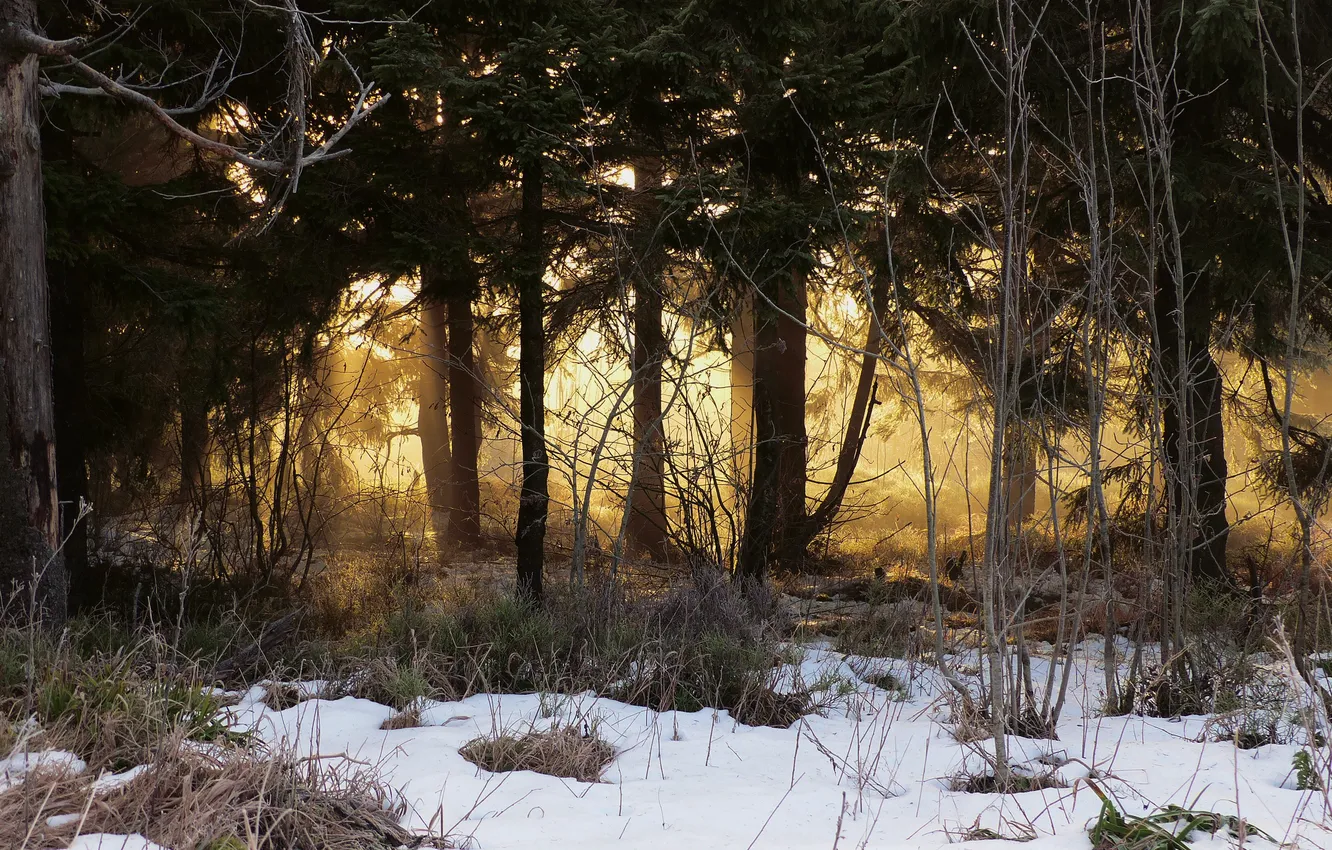 Photo wallpaper forest, snow, trees, sunlight