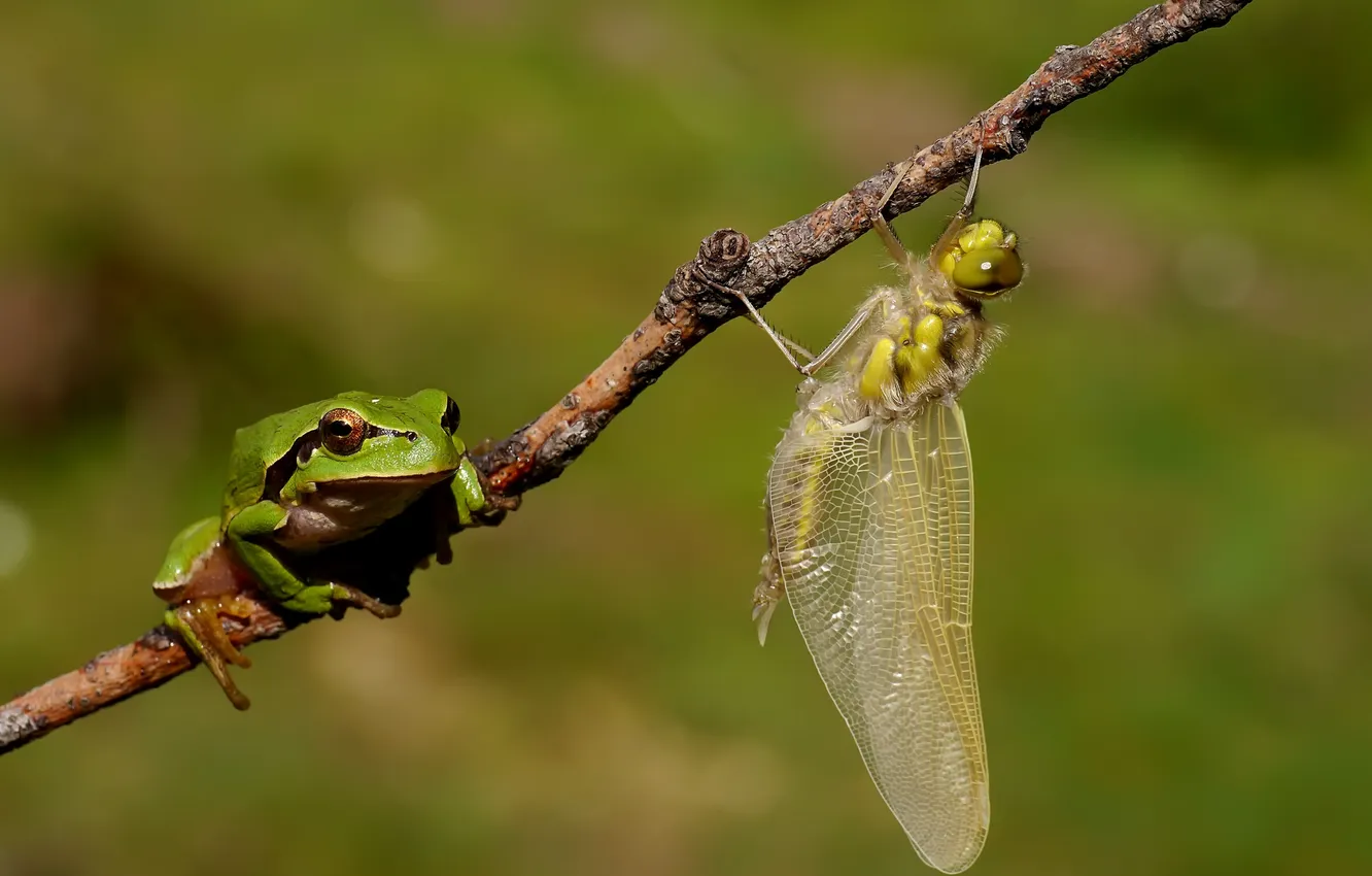 Photo wallpaper sprig, frog, dragonfly, green