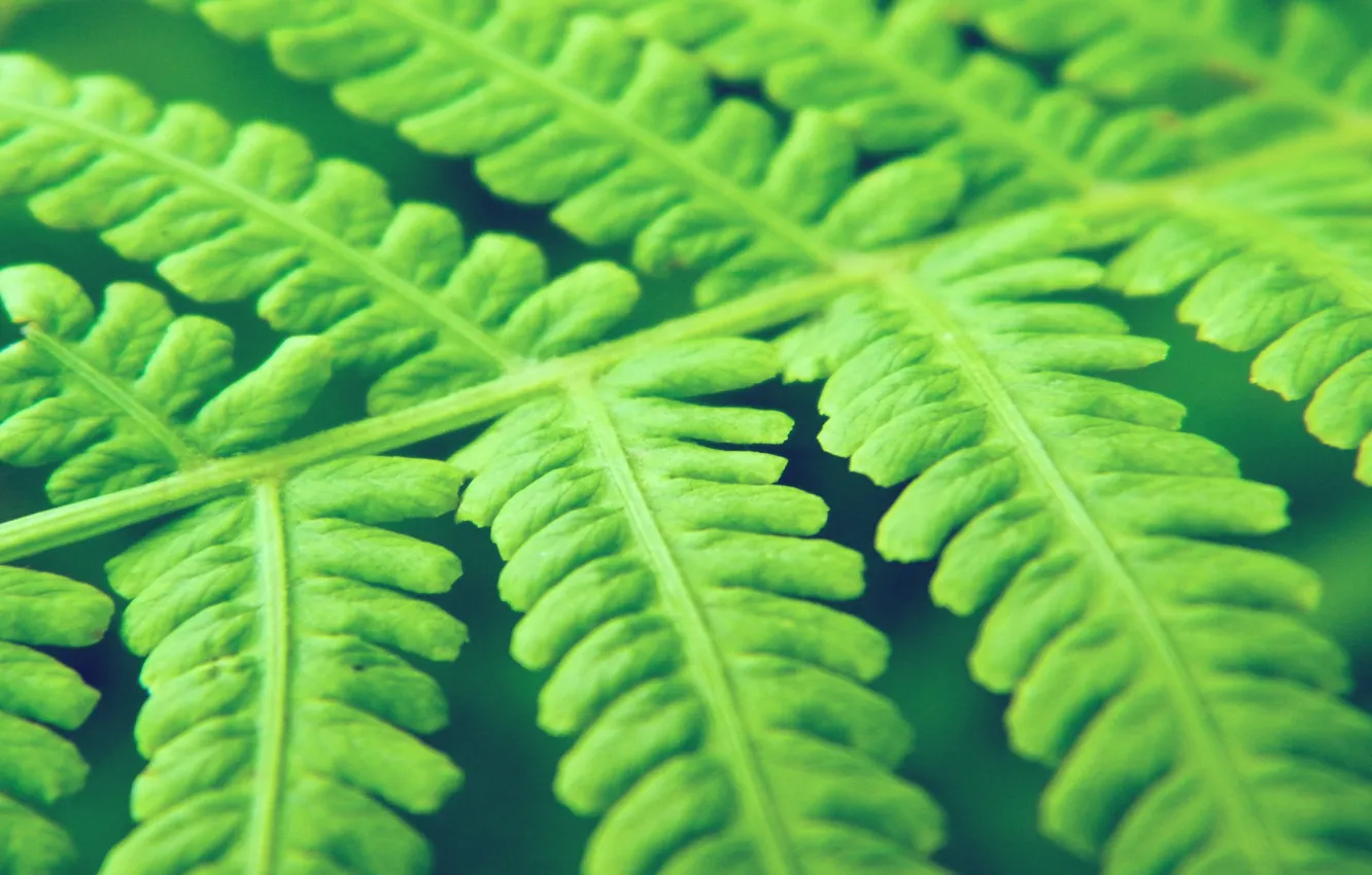 Photo wallpaper greens, leaves, macro, nature, photo, Wallpaper, plant