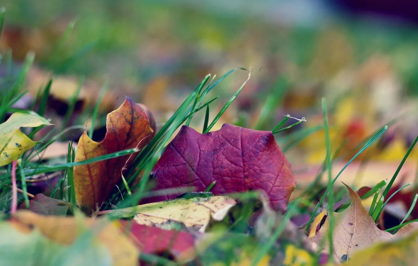 Photo wallpaper autumn, grass, leaves