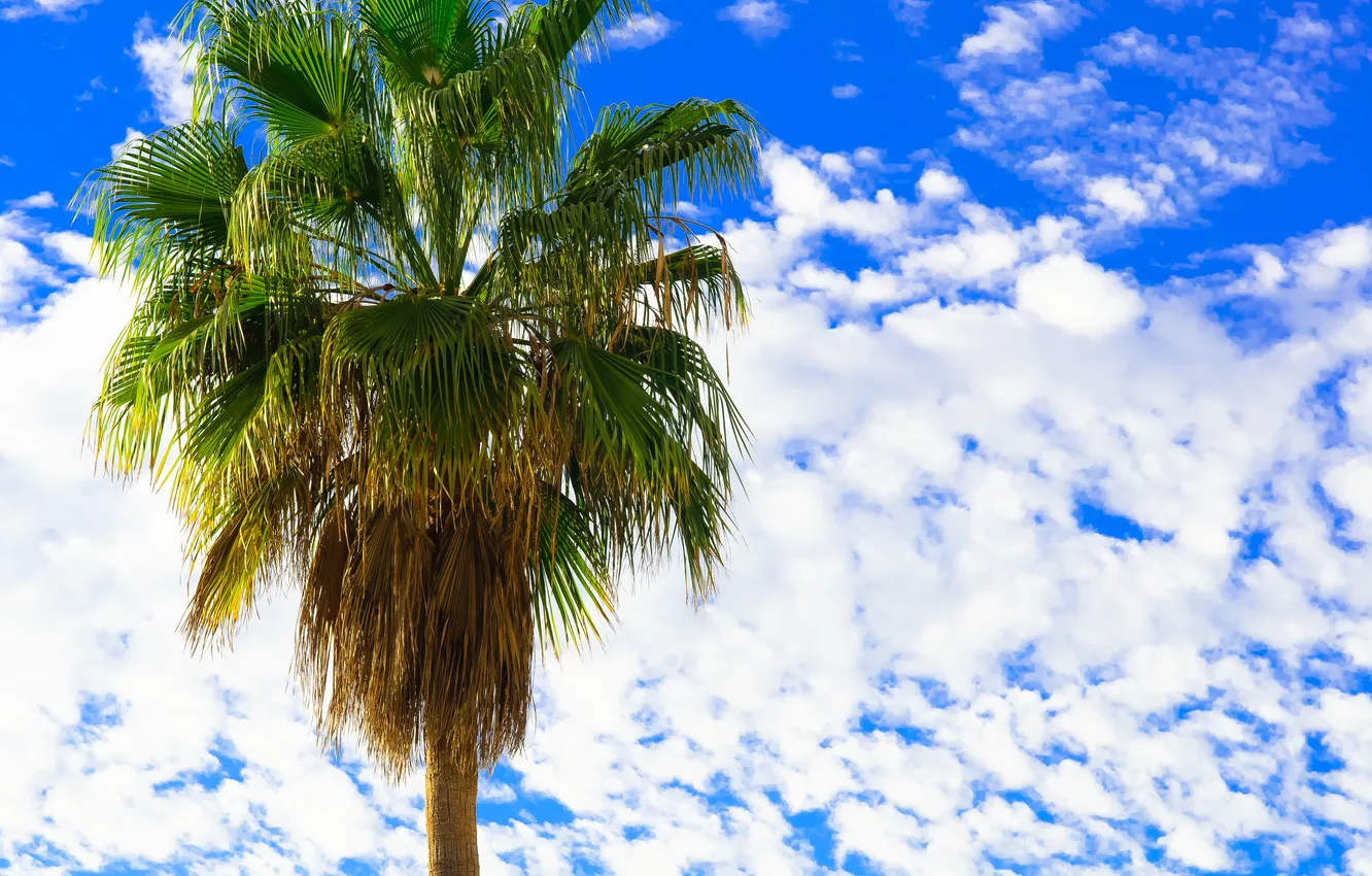 Photo wallpaper the sky, clouds, palm trees, fan leaves