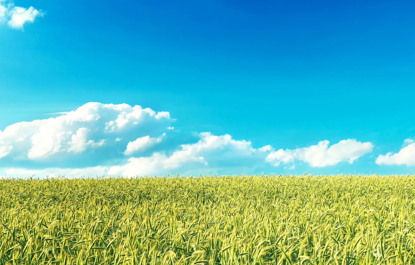 Photo wallpaper wheat, field, the sky, clouds, rye, horizon, cereals