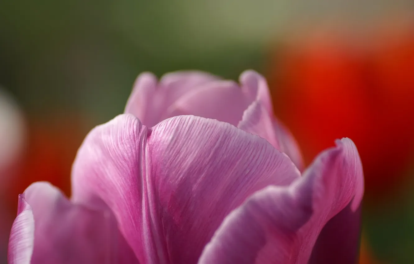 Photo wallpaper pink, tenderness, Tulip, petals