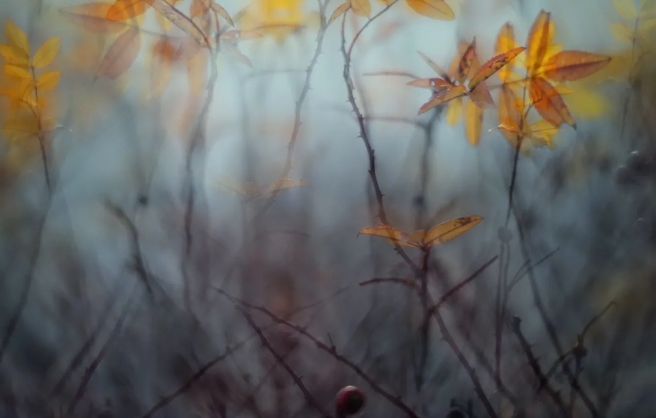 Photo wallpaper autumn, leaves, branches