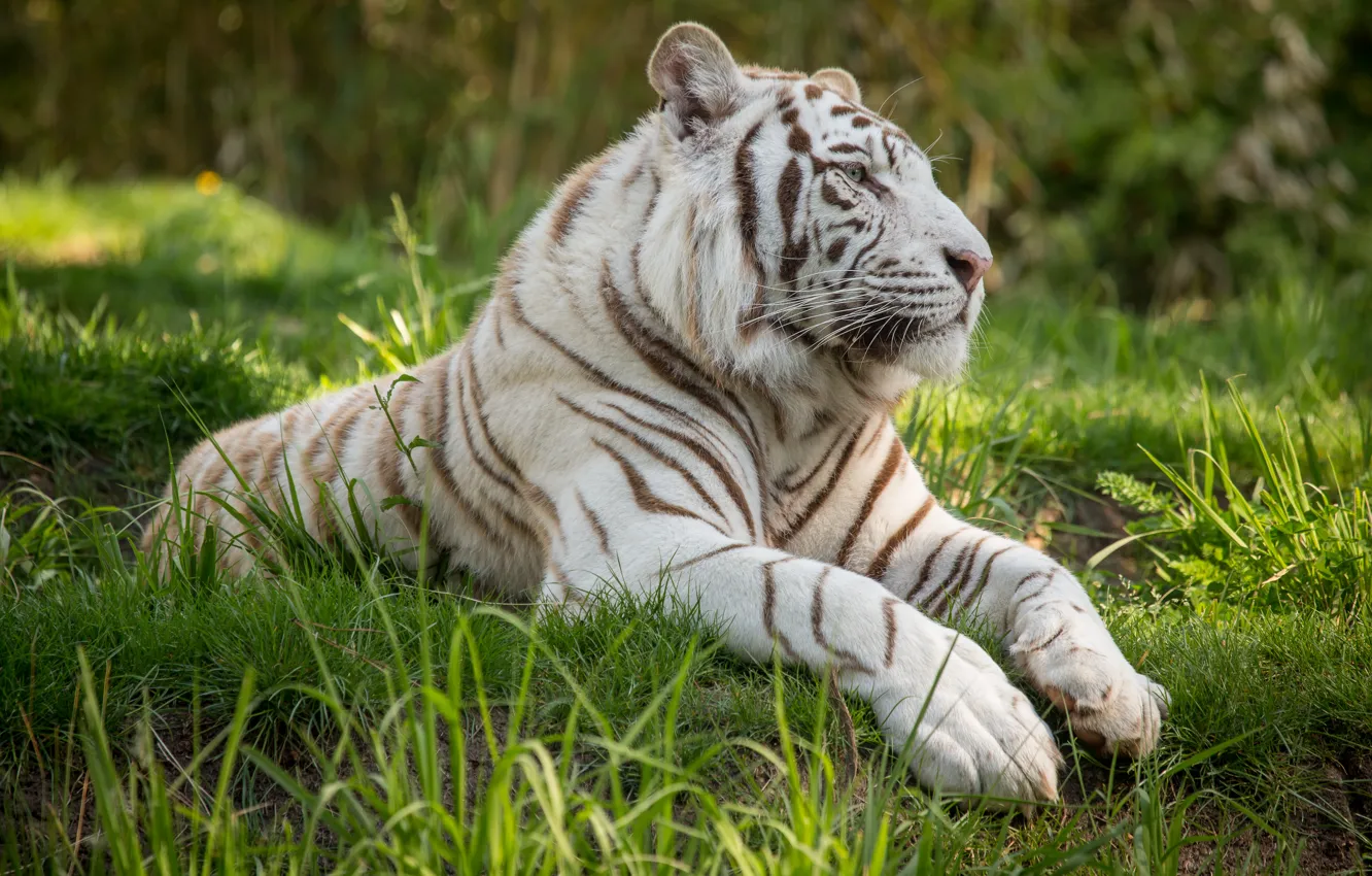 Photo wallpaper cat, grass, profile, white tiger