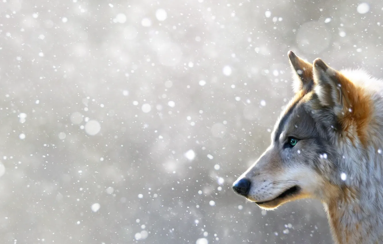 Photo wallpaper winter, face, snow, wolf, art, snowfall, winter, snow