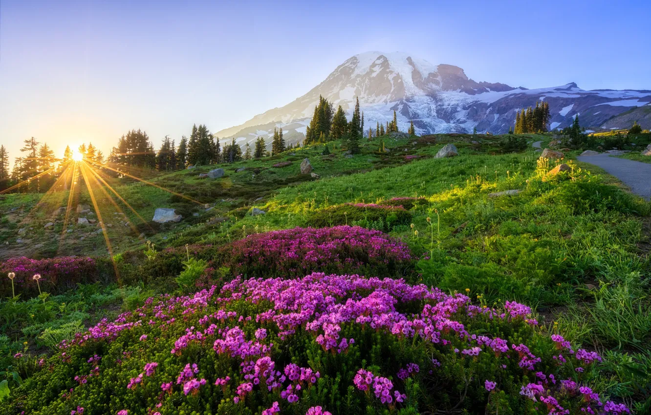Photo wallpaper forest, summer, the sky, the sun, rays, flowers, mountains, dawn