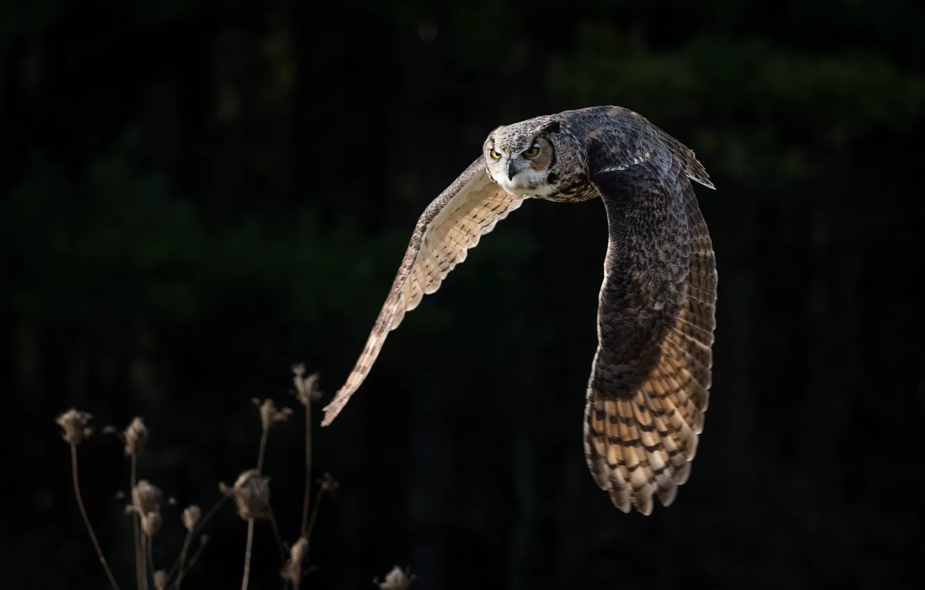 Photo wallpaper flight, owl, wings