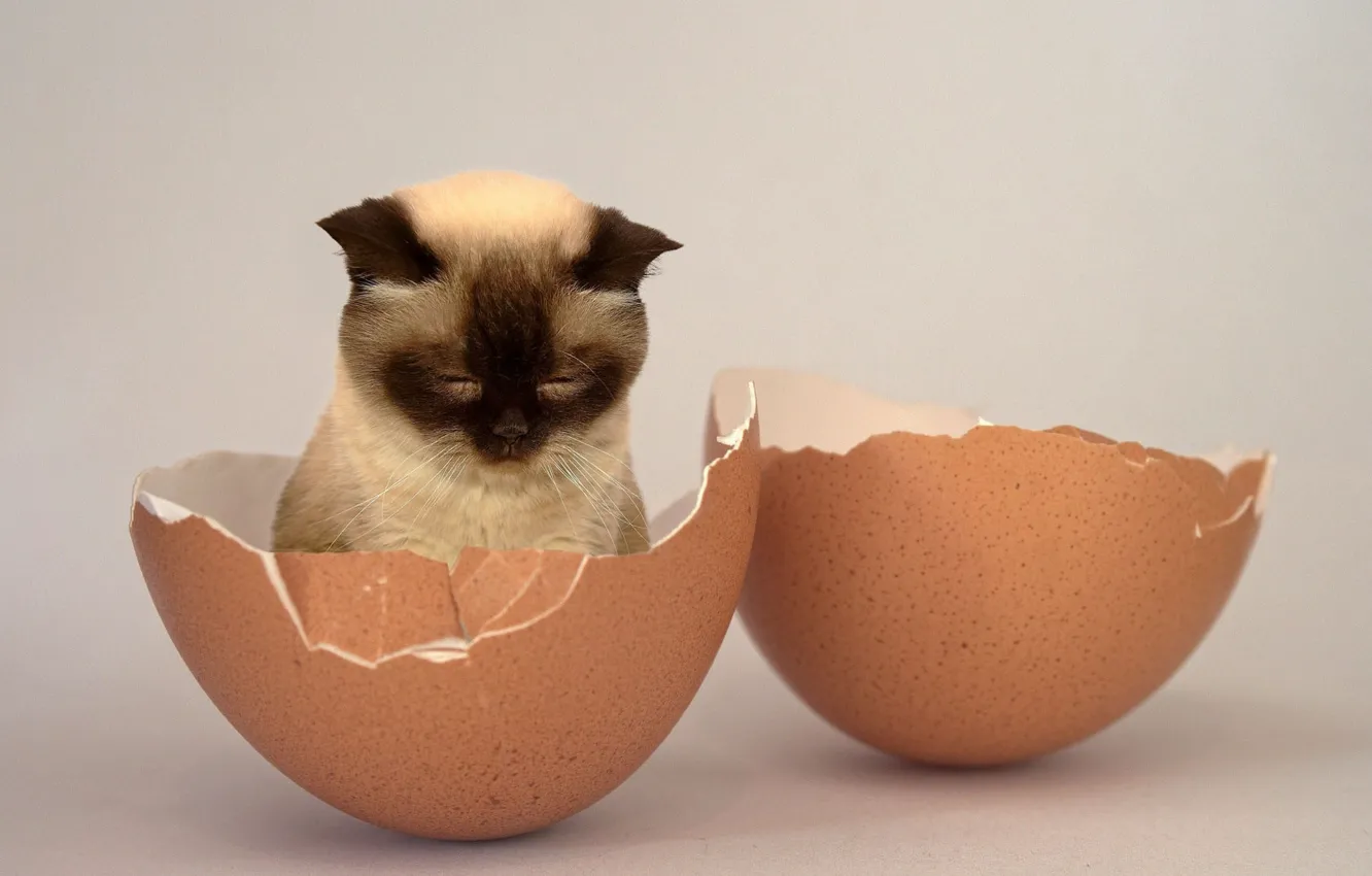 Photo wallpaper cat, background, photoshop, eggs, baby, kitty, face, sitting