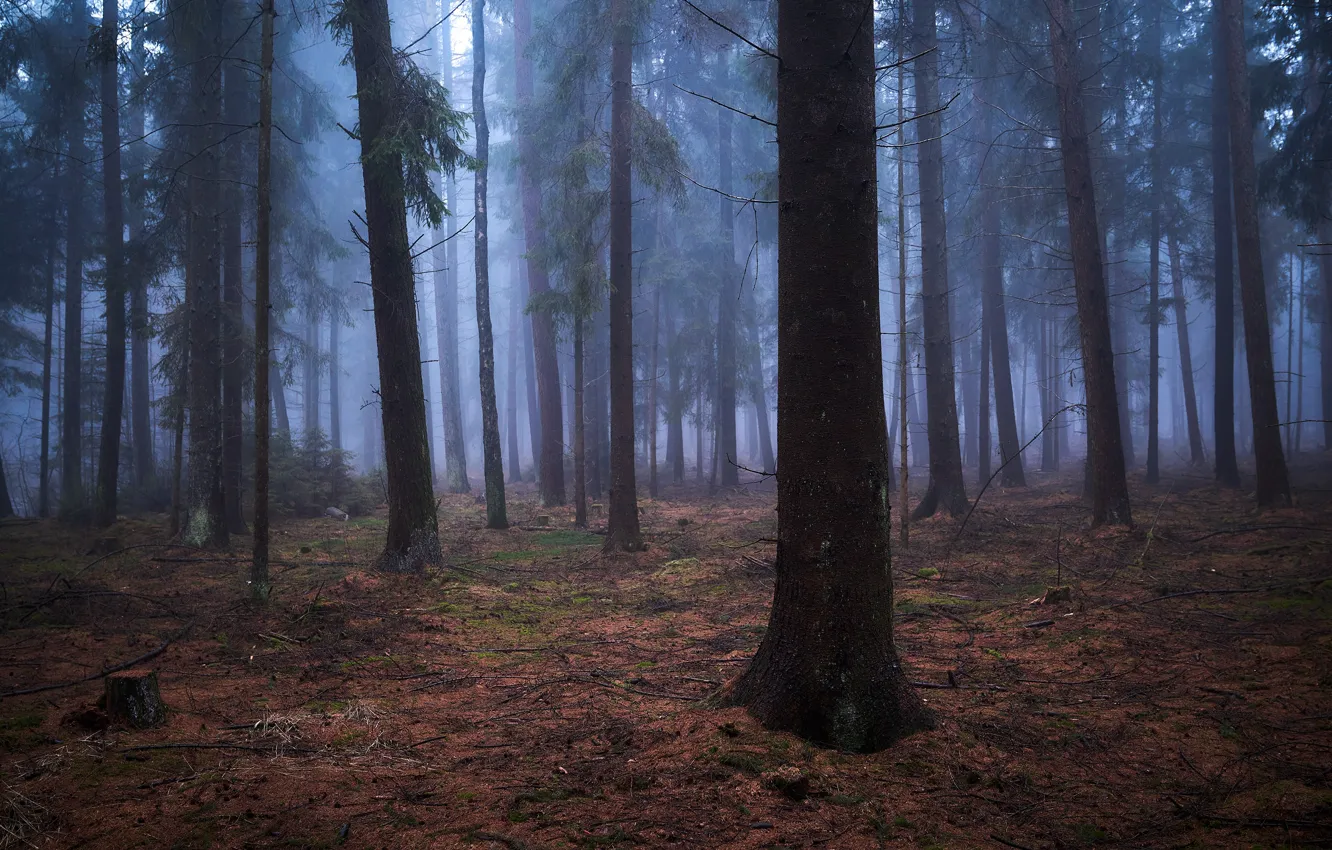 Photo wallpaper forest, trees, nature, fog, Germany, Germany, Alexander Schönberg, Sachsenwald