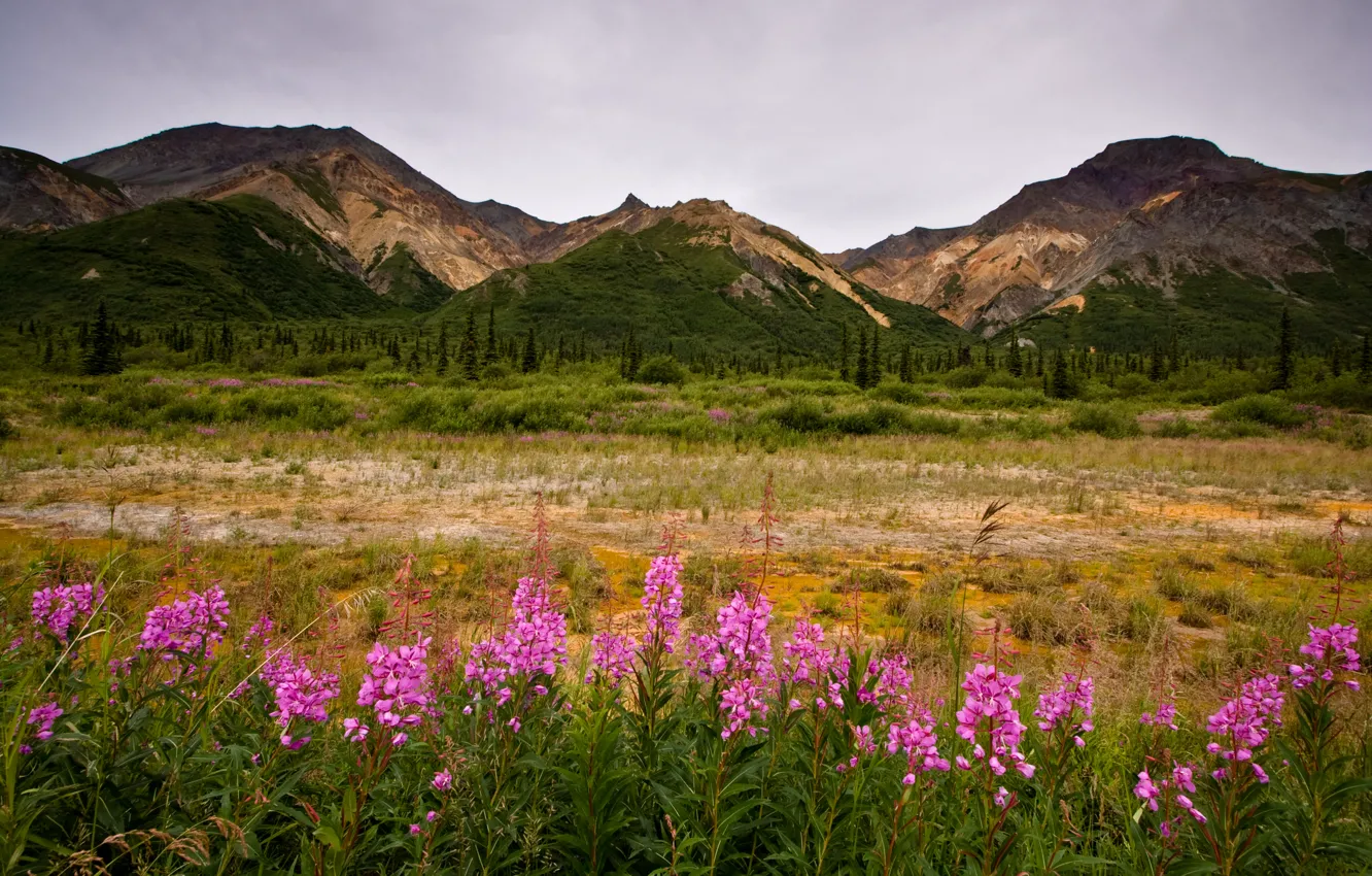 Photo wallpaper summer, grass, mountains, wildflowers