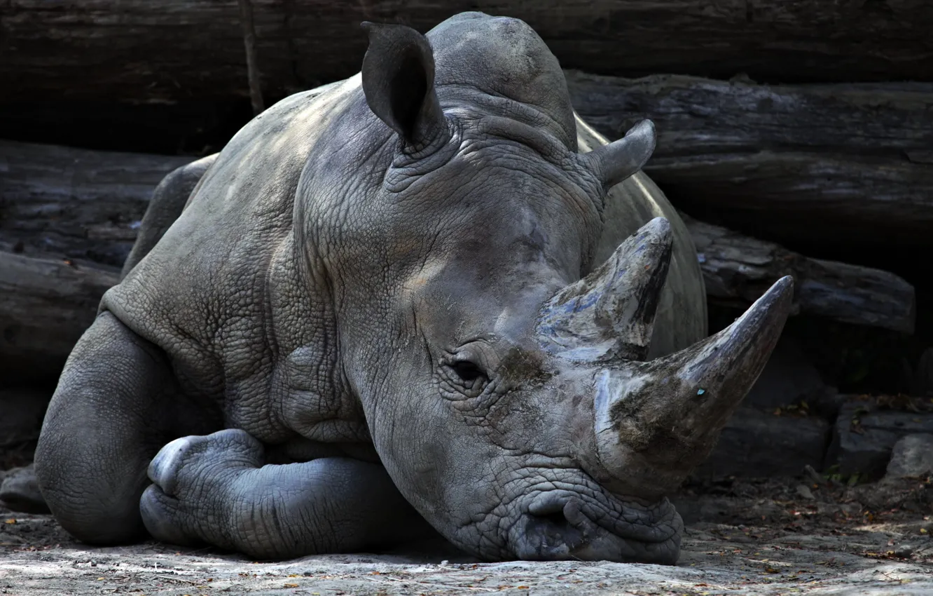 Photo wallpaper look, Rhino, zoo