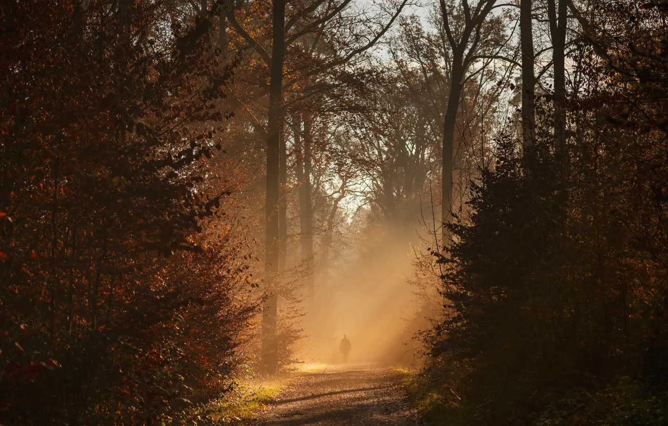 Photo wallpaper autumn, forest, trees, sunlight
