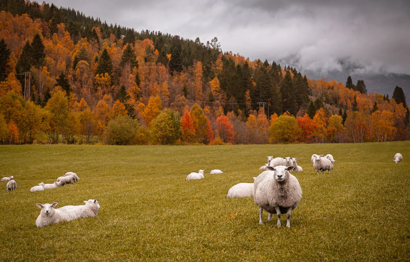 Photo wallpaper field, autumn, forest, mountains, sheep, pasture, the herd, flock