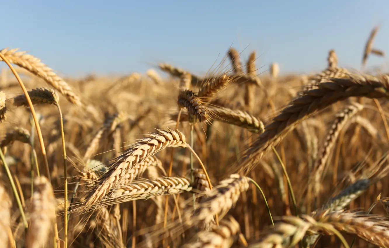 Photo wallpaper wheat, field, summer, landscape, ears