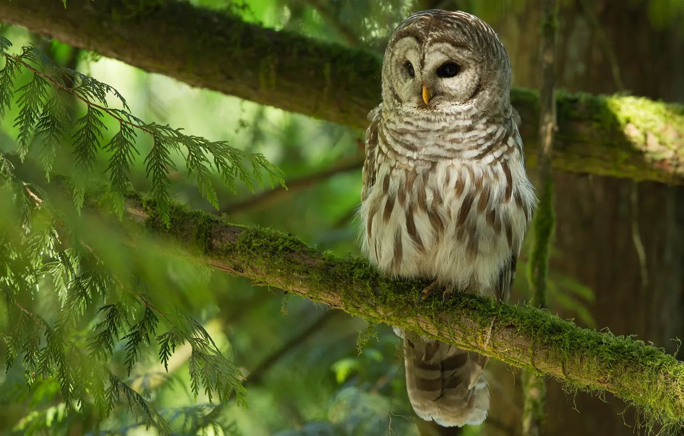 Photo wallpaper greens, trees, owl, bird