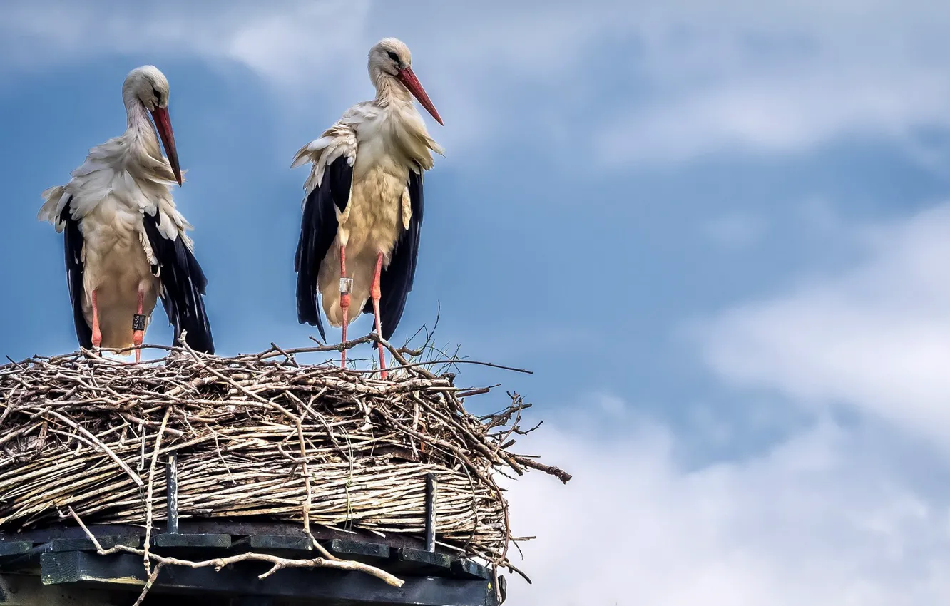 Photo wallpaper bird, socket, stork