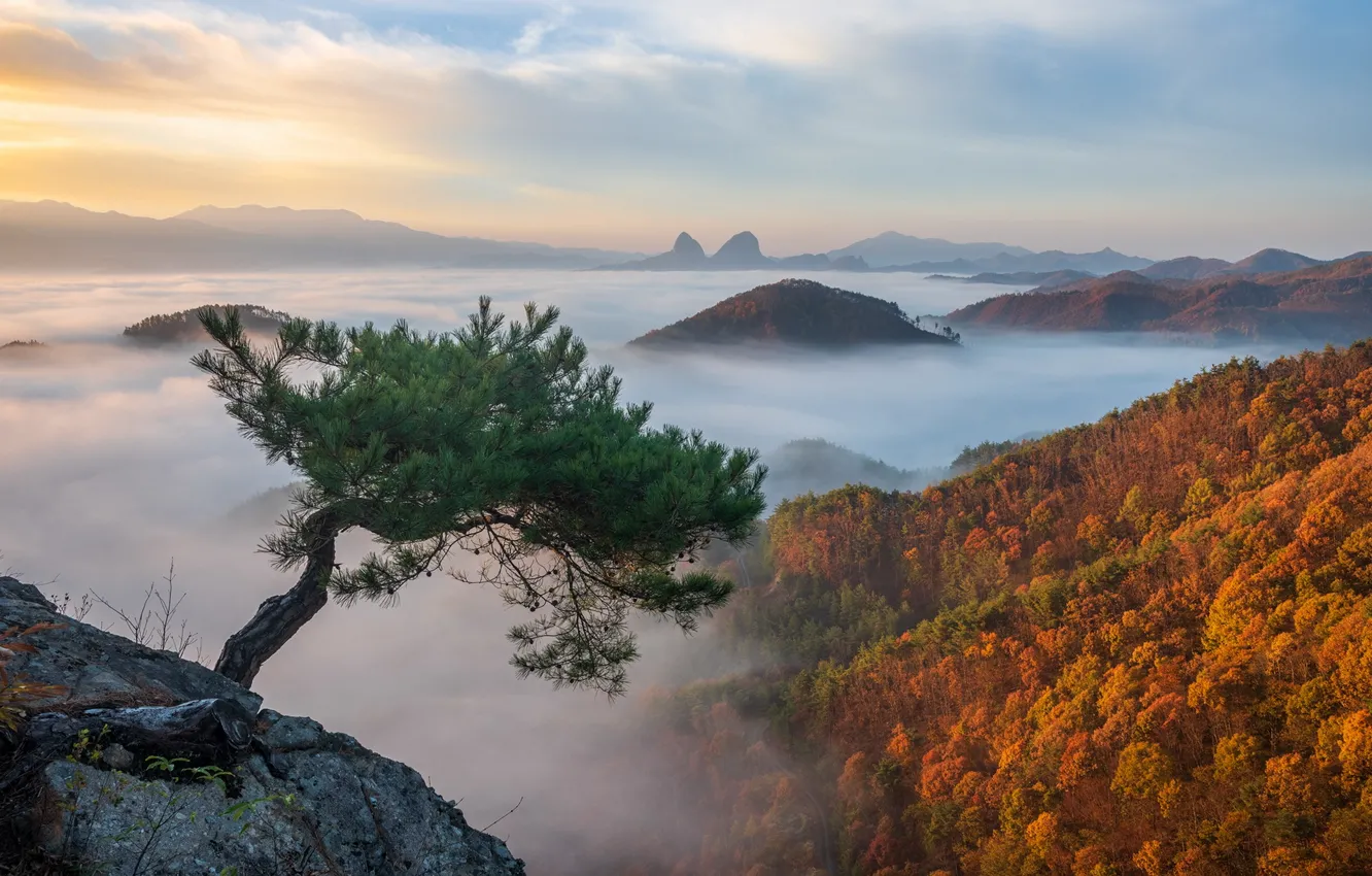 Photo wallpaper autumn, forest, mountains, fog, tree, rocks, view, height
