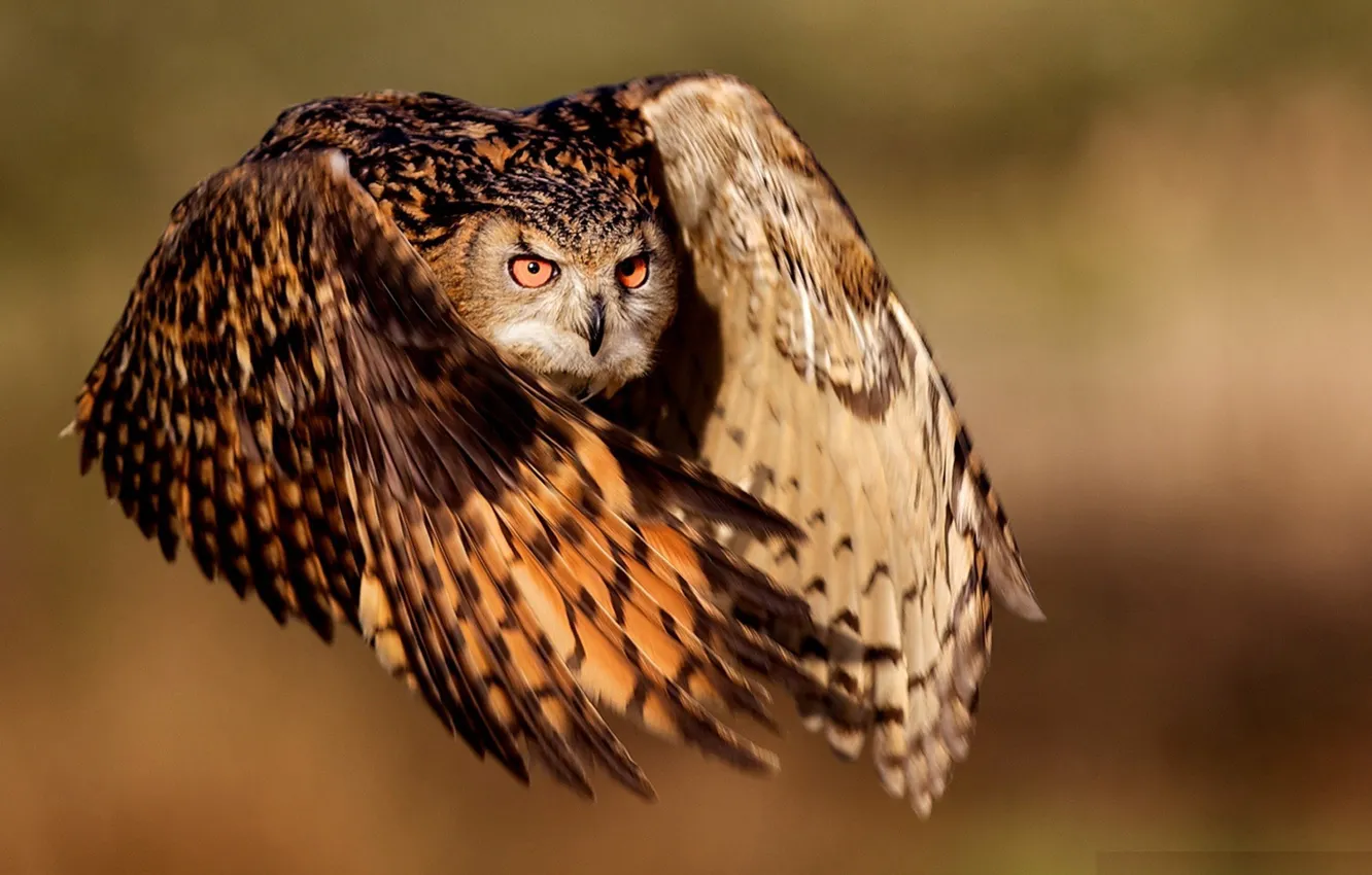 Photo wallpaper eyes, flight, owl, wings