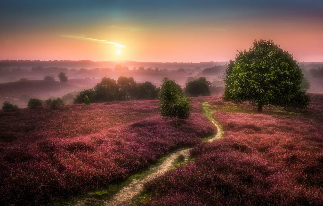 Photo wallpaper field, the sky, the sun, trees, flowers, fog, dawn, hills